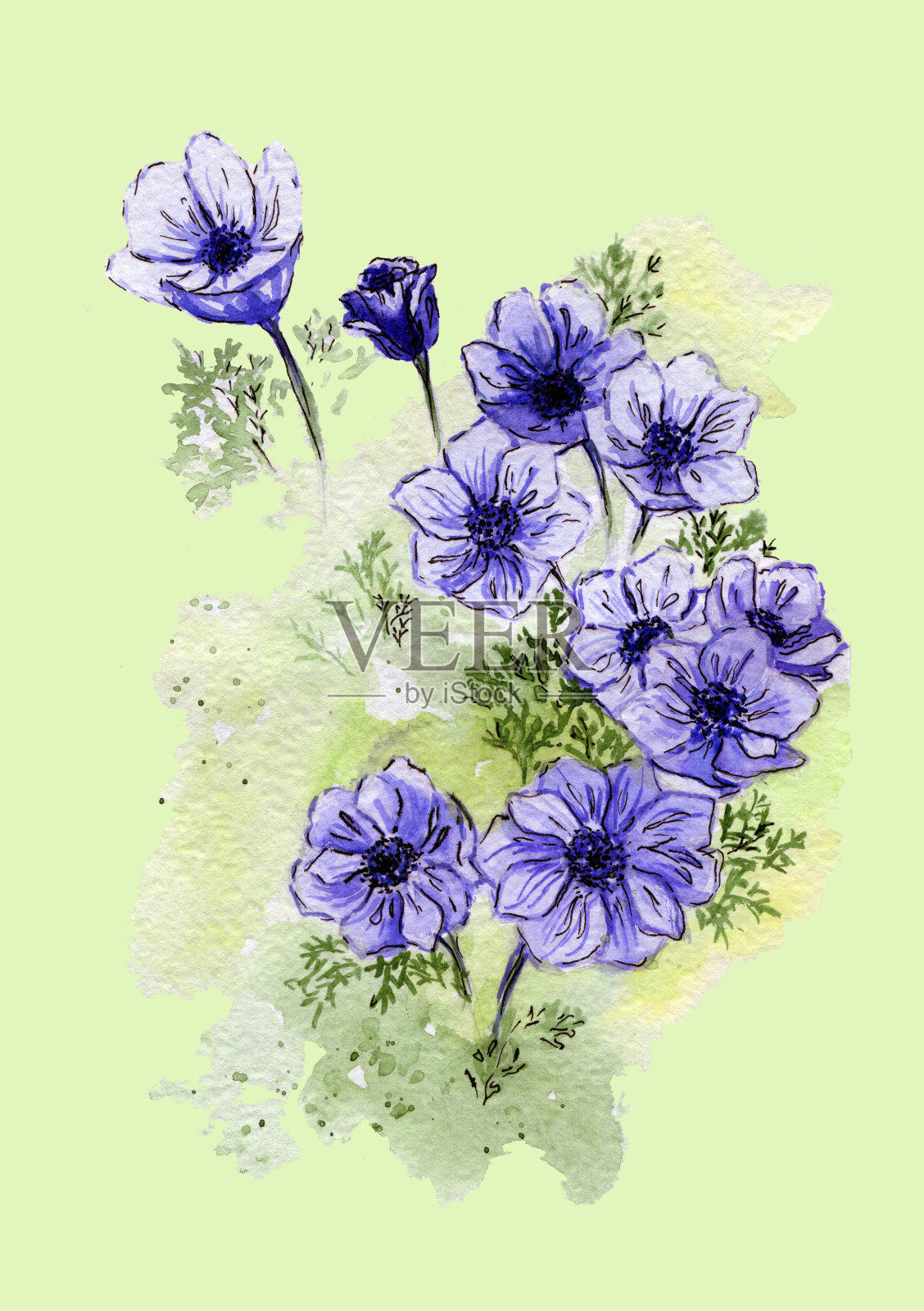 开心果背景上盛开的海葵插画图片素材