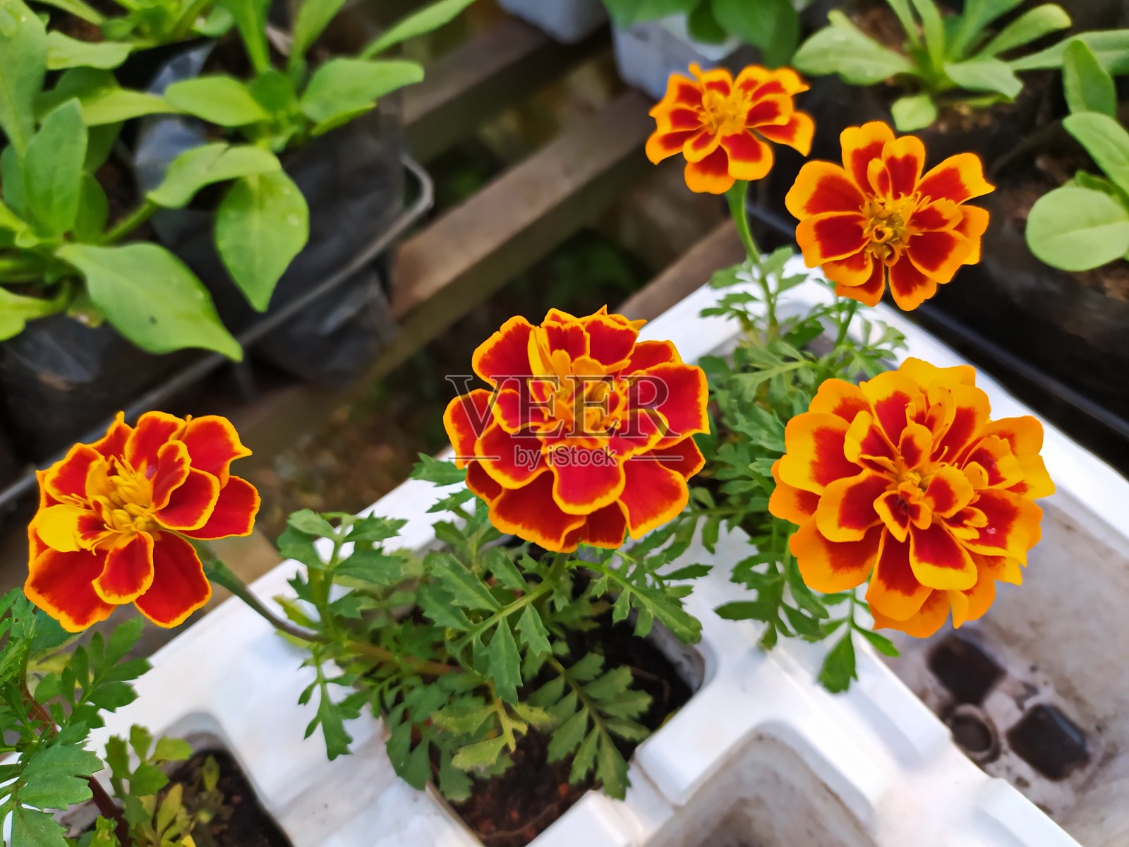 美丽的花朵照片摄影图片