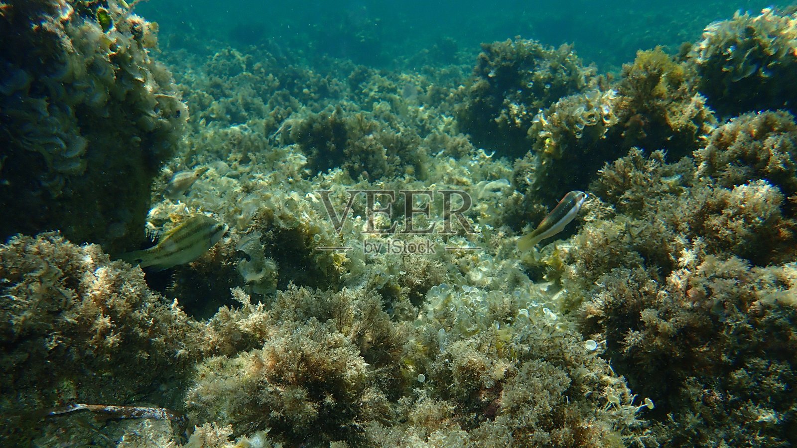 东大西洋孔雀濑鱼和地中海彩虹濑鱼，地中海，法国昂蒂布角照片摄影图片