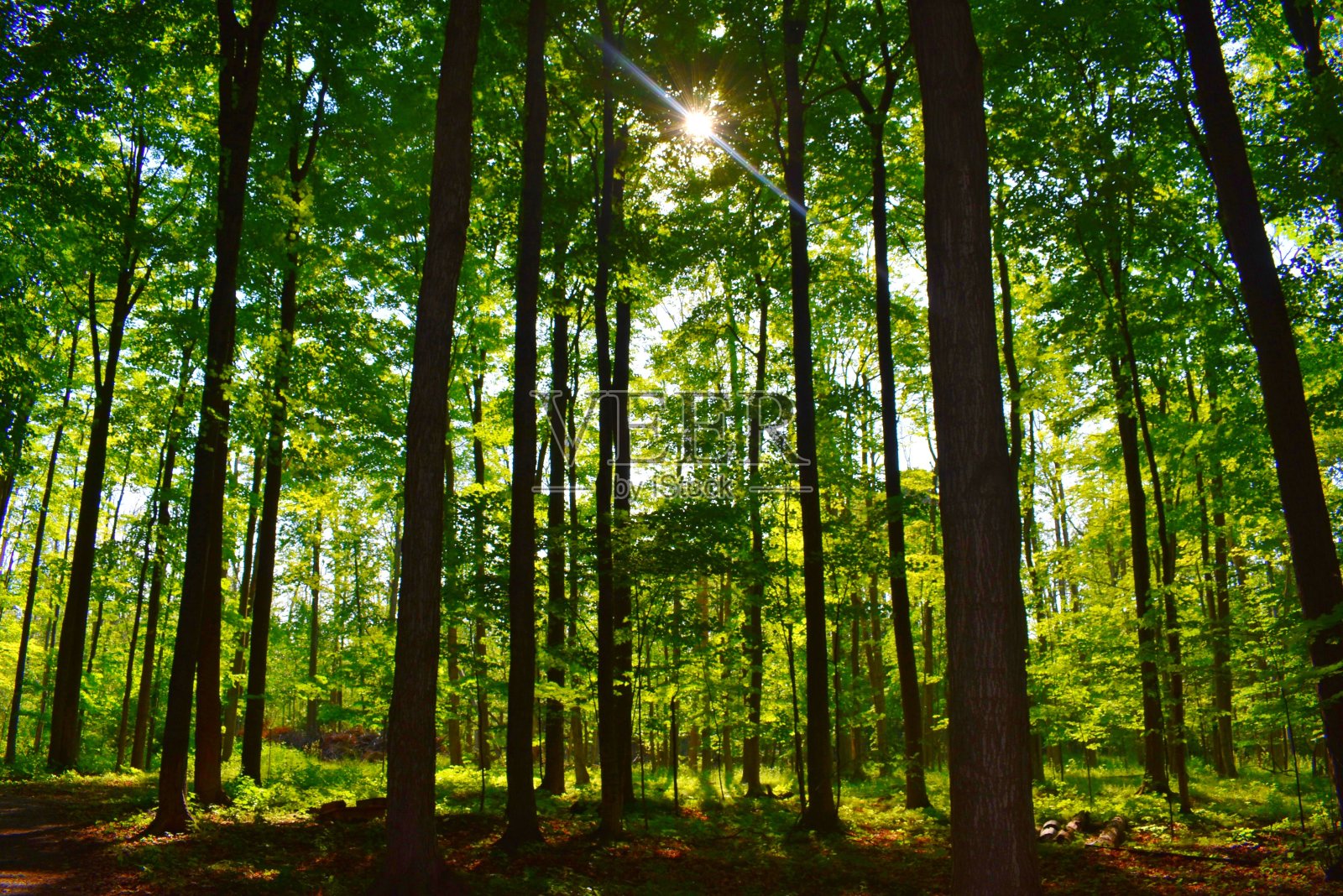 郁郁葱葱的绿色森林照片摄影图片
