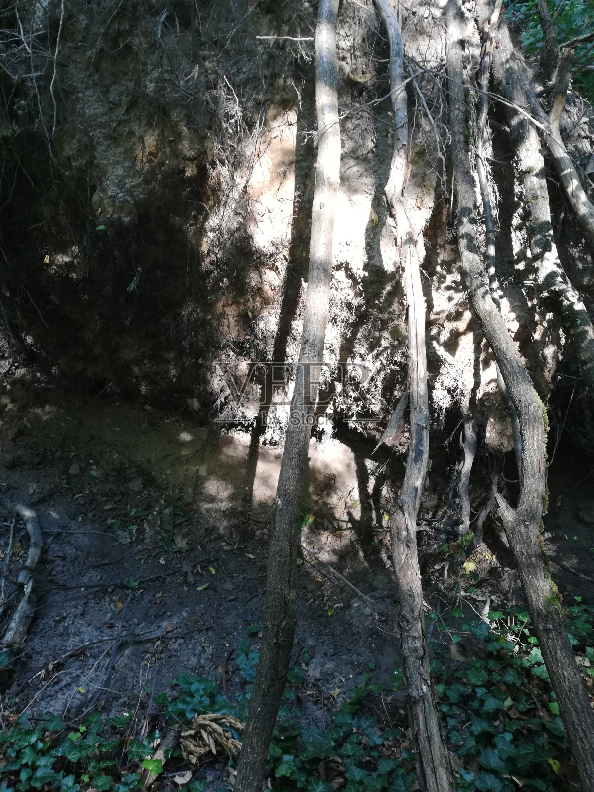暴风雨毁坏了一棵树照片摄影图片
