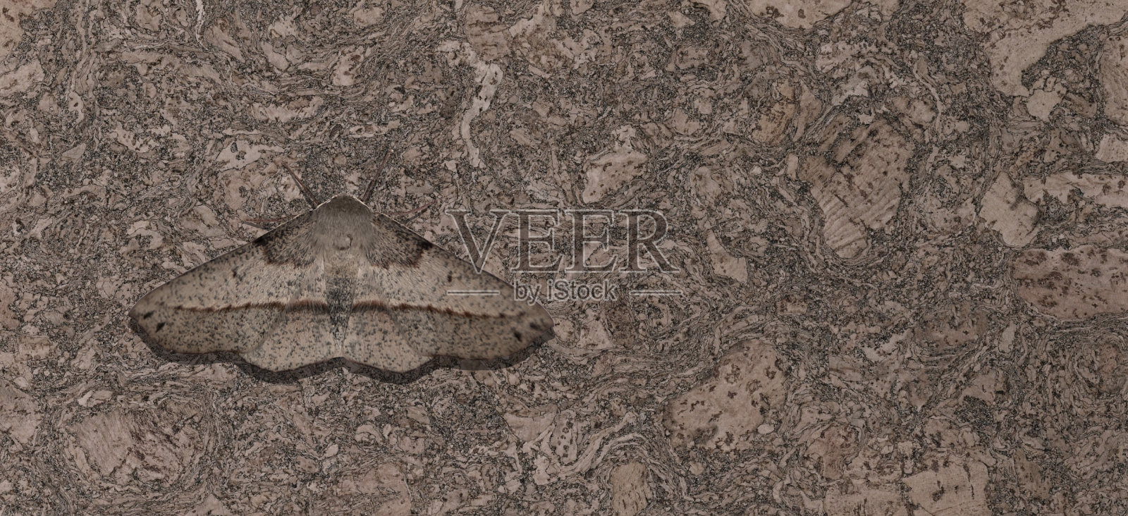 夜蛾伪装成一棵橡树。照片摄影图片