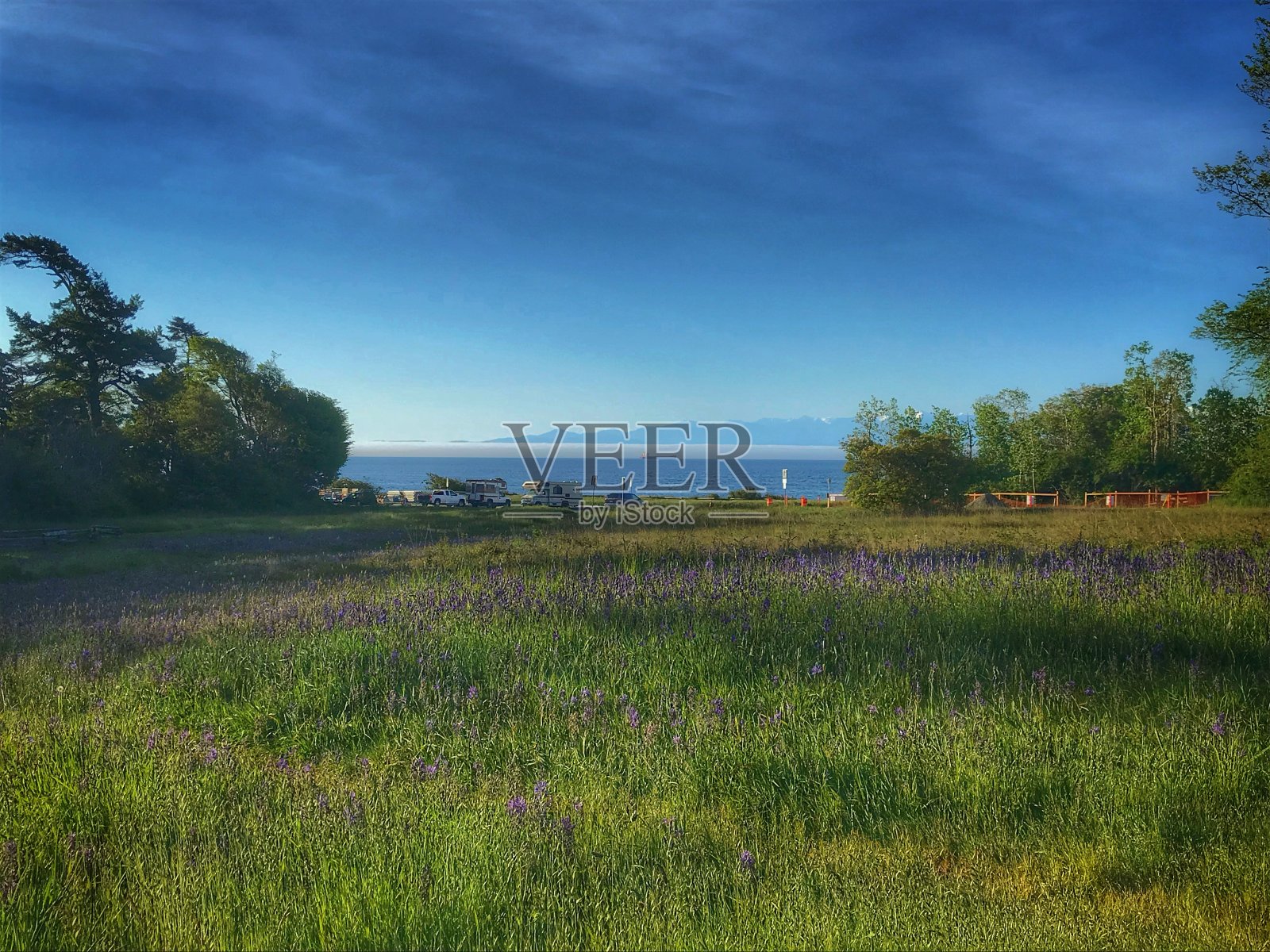 在比肯山公园，维多利亚，bc照片摄影图片