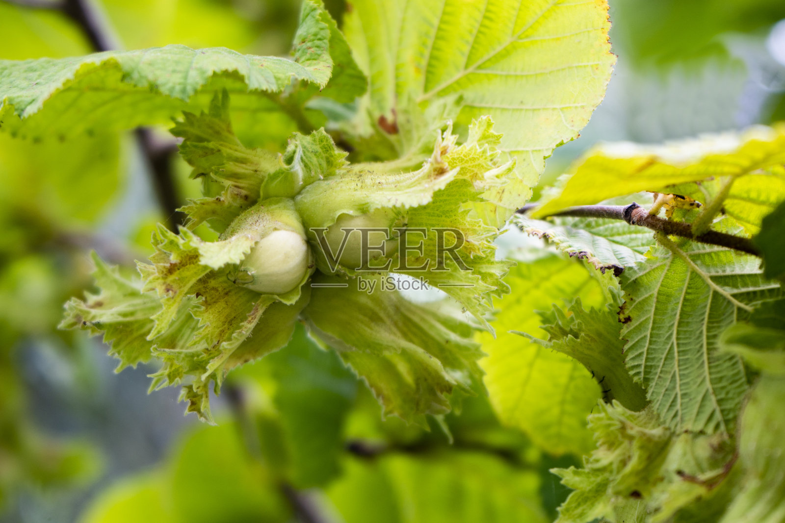 夏日花园里的绿色榛果和树叶照片摄影图片