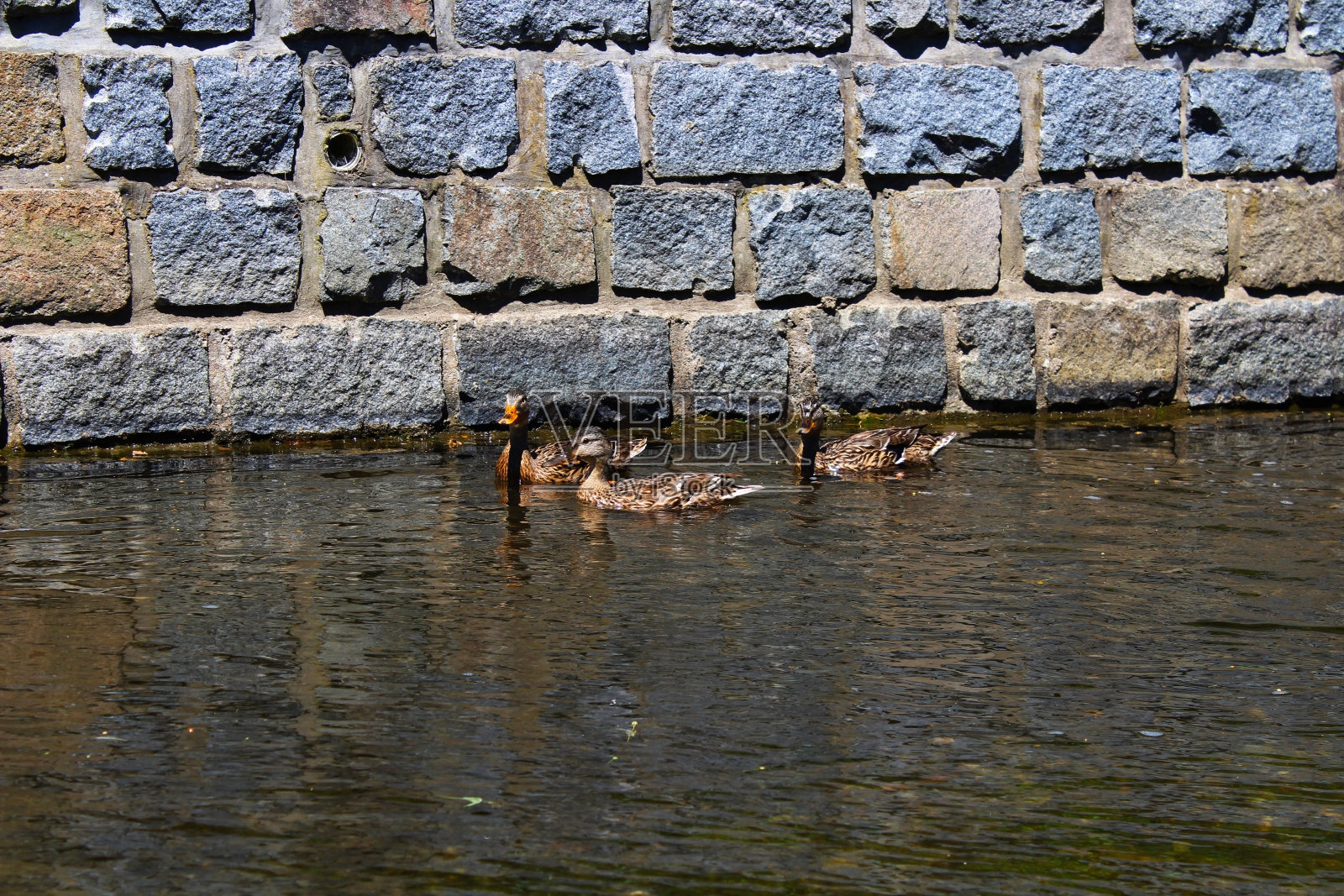鸭子在河上游泳照片摄影图片