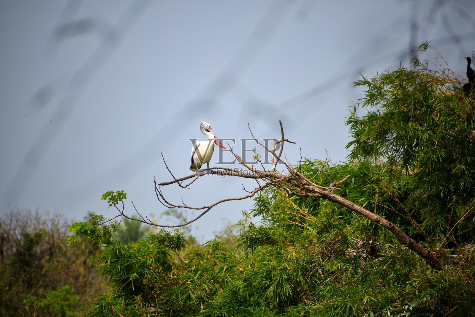 一只白色的鸟正坐在树枝上，绿色的树叶使景色更加美丽照片摄影图片