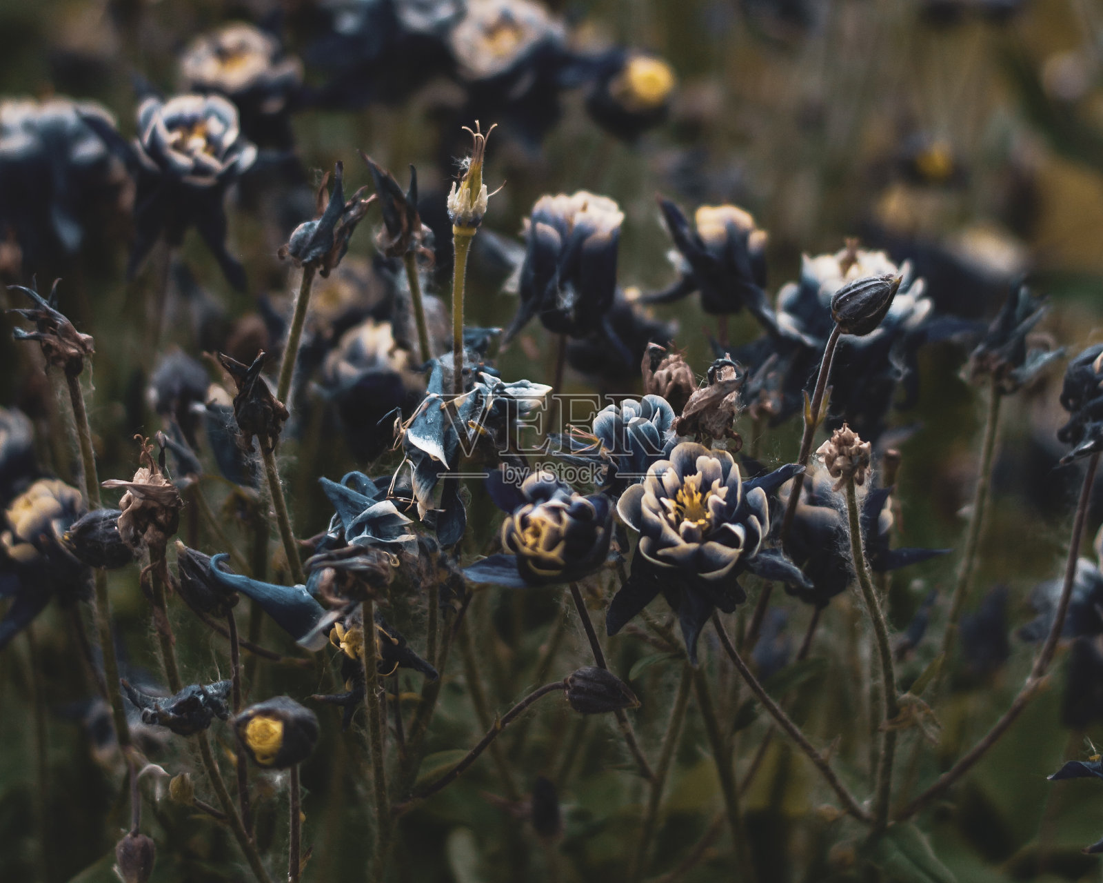 水仙花的田野照片摄影图片