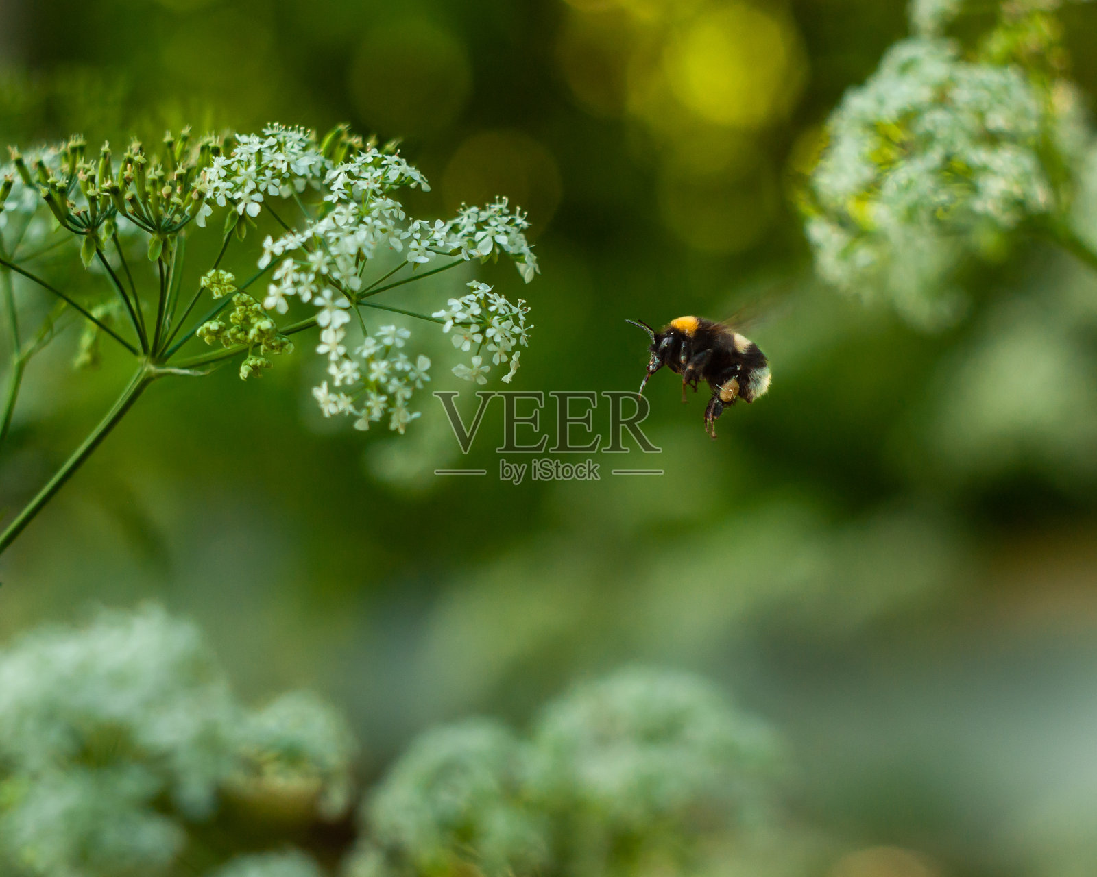 会飞的大黄蜂照片摄影图片