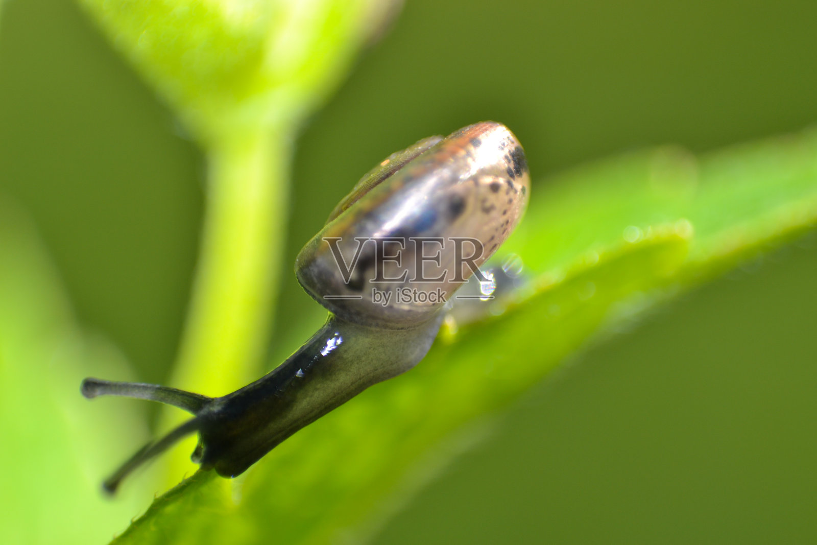 暹罗蜗牛照片摄影图片