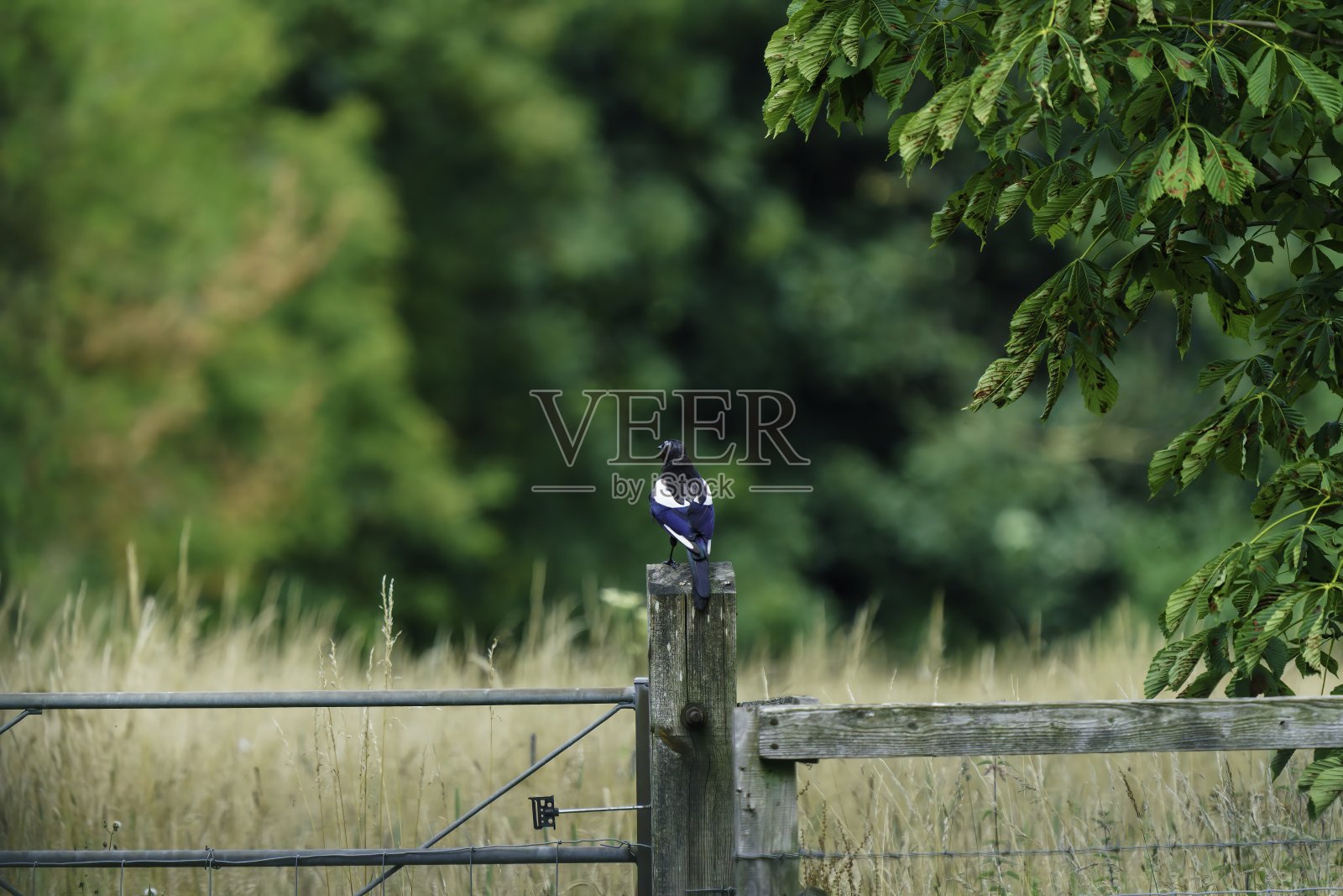 喜鹊照片摄影图片