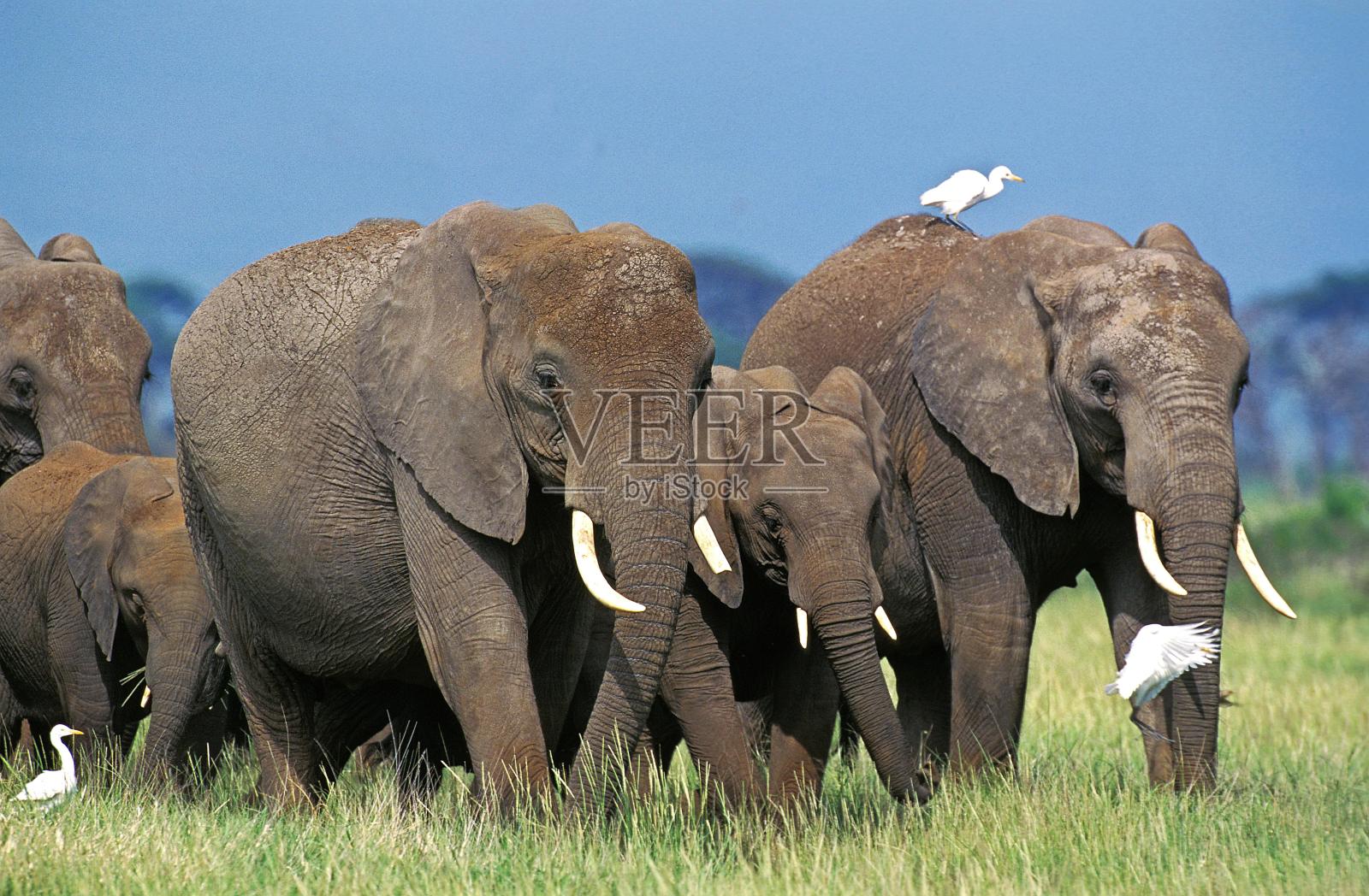 非洲象，loxodonta africana，肯尼亚马赛马拉公园的兽群照片摄影图片
