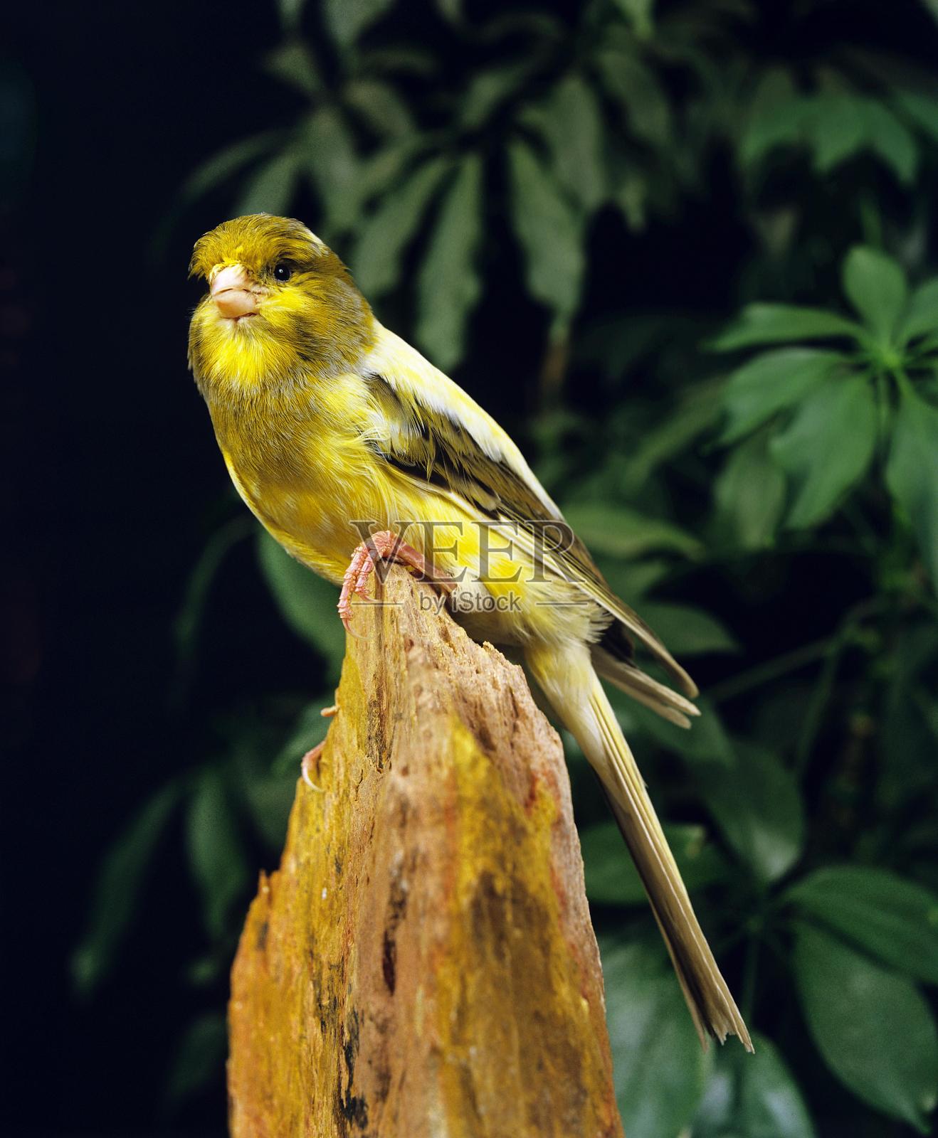 约克郡金丝雀，塞里努斯加那利照片摄影图片