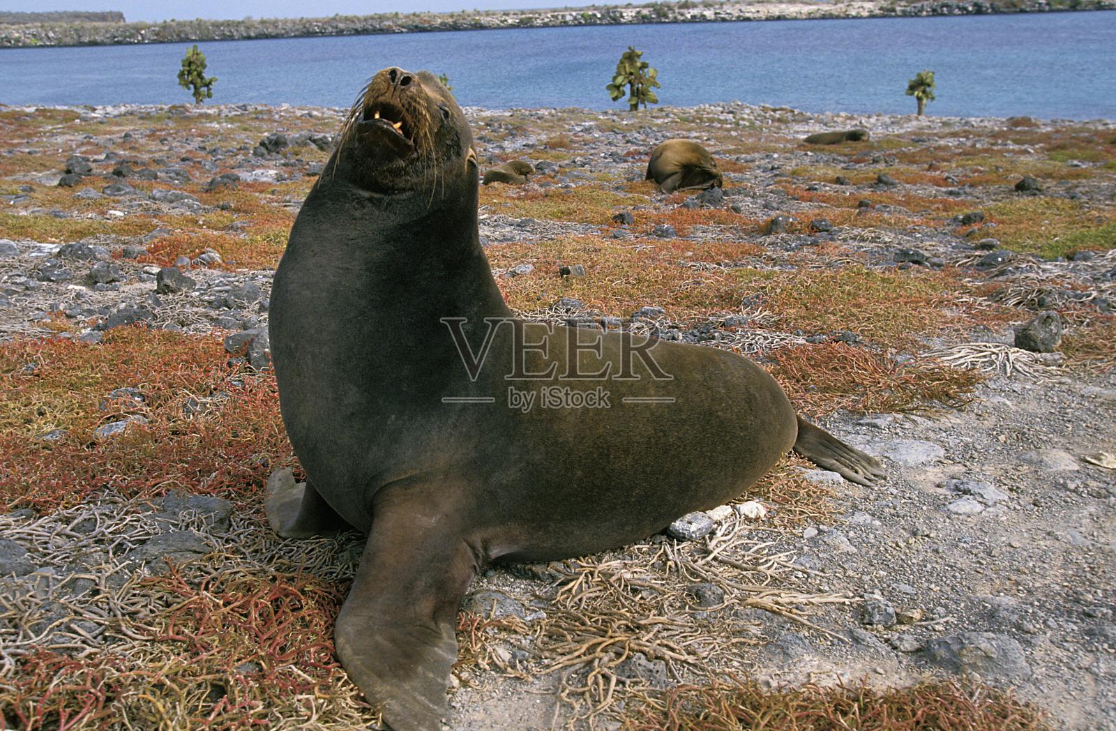 加拉帕戈斯海狮， 扎洛普胡斯加州人沃莱巴基照片摄影图片