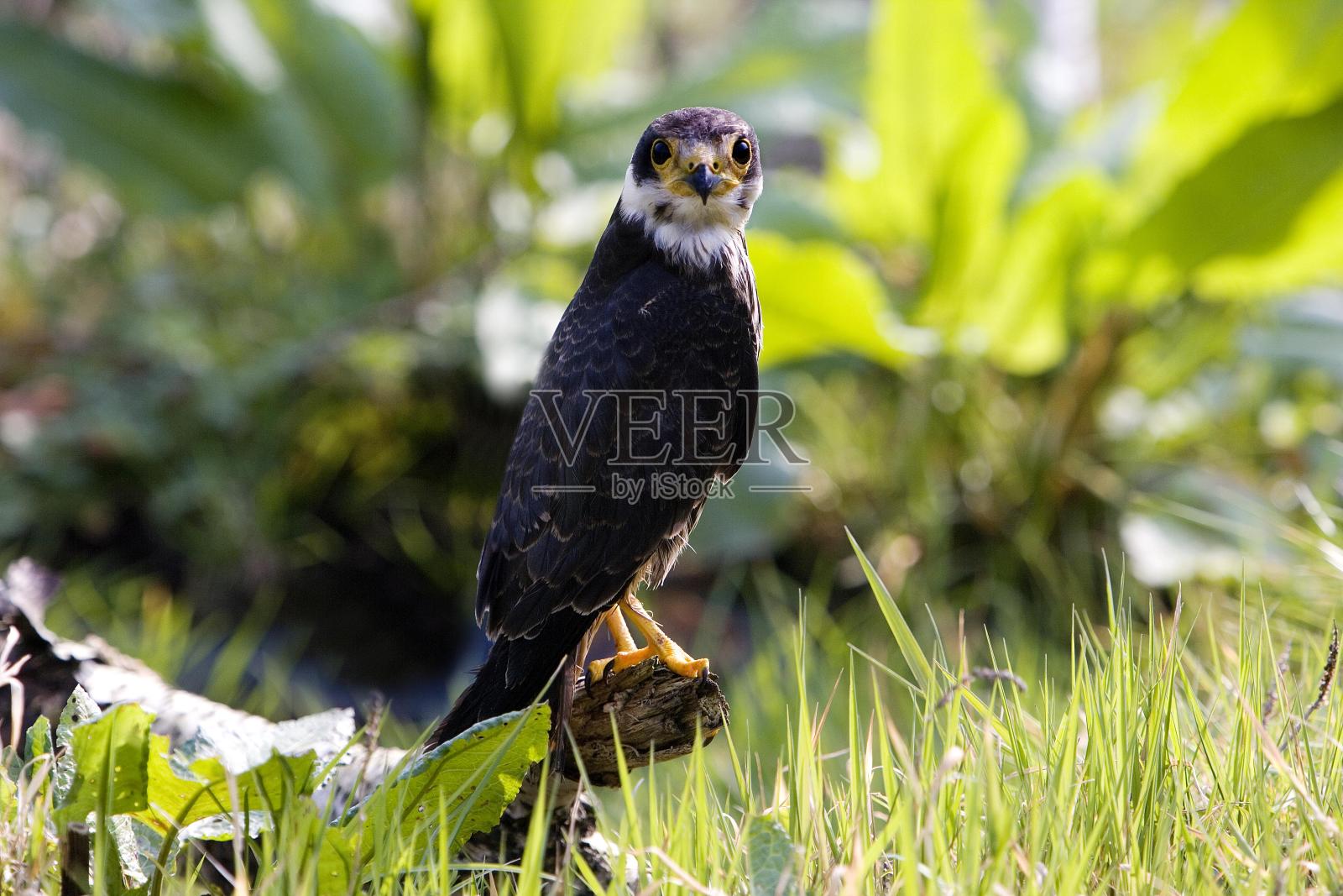 欧亚爱好，法尔科，诺曼底照片摄影图片