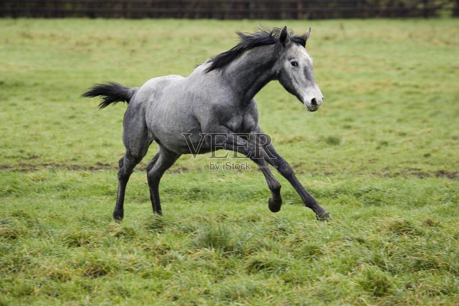 英国纯种马，野岭在围场驰骋照片摄影图片