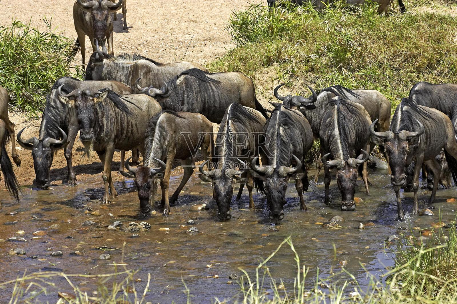 蓝色角马，牛的鉴赏家，牛群在水洞，马赛马拉公园在肯尼亚照片摄影图片