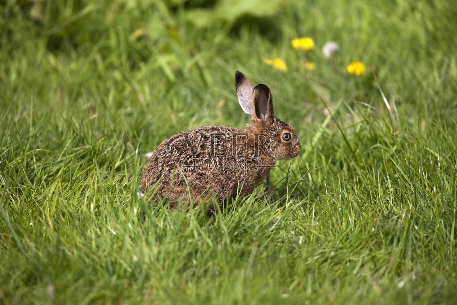 诺曼底:欧洲棕色野兔、欧洲野兔、站在草地上的小兔照片摄影图片