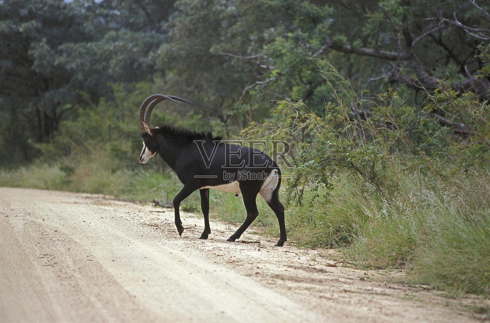 黑羚，尼日尔河马，雄性穿越小径，南非照片摄影图片