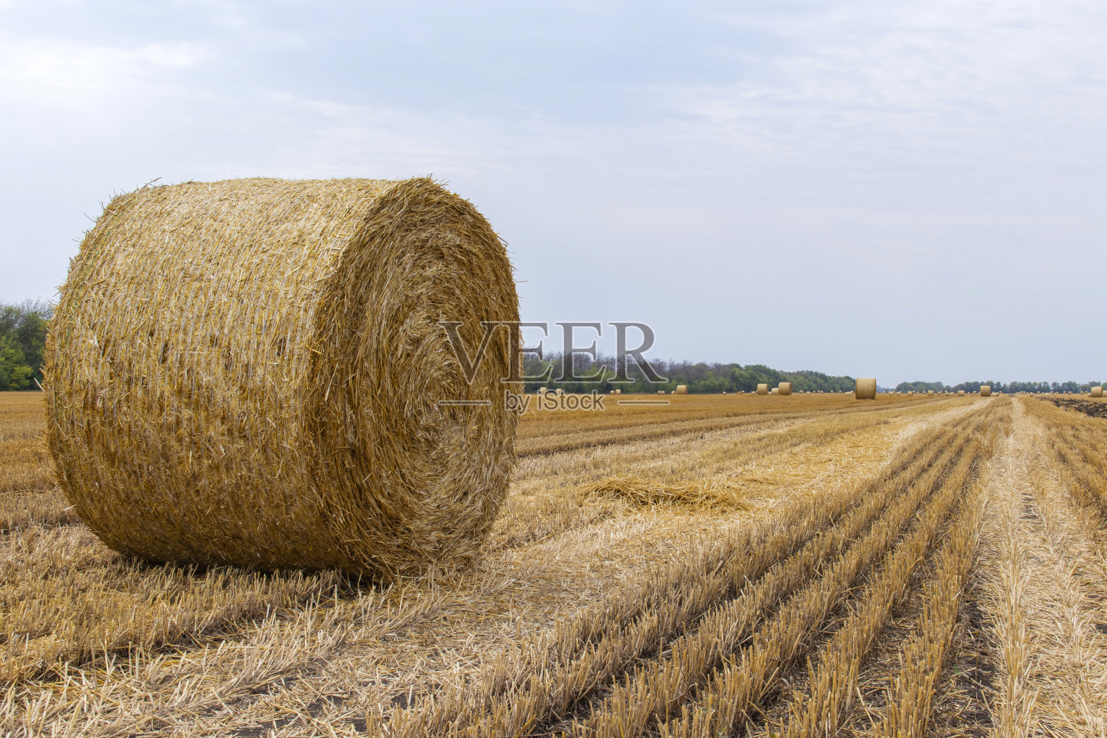 麦田是收割小麦并将稻草压成圆捆的农田。在夏天的田野里。照片摄影图片