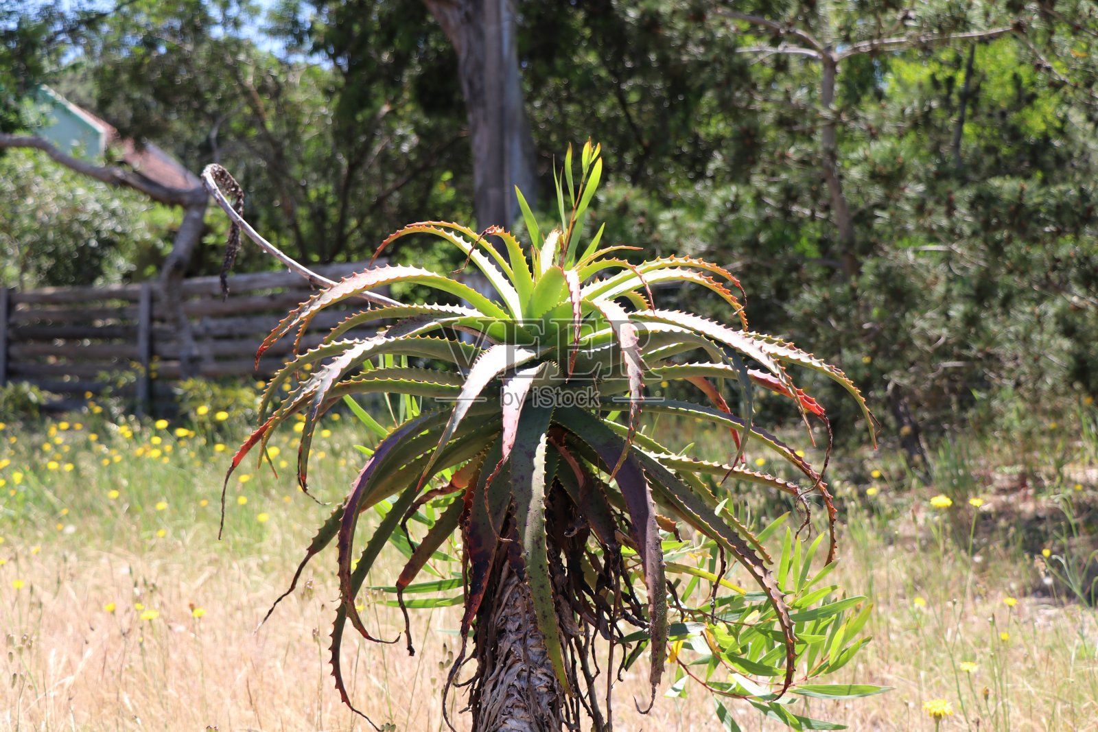这种药用肉质植物叫做芦荟照片摄影图片