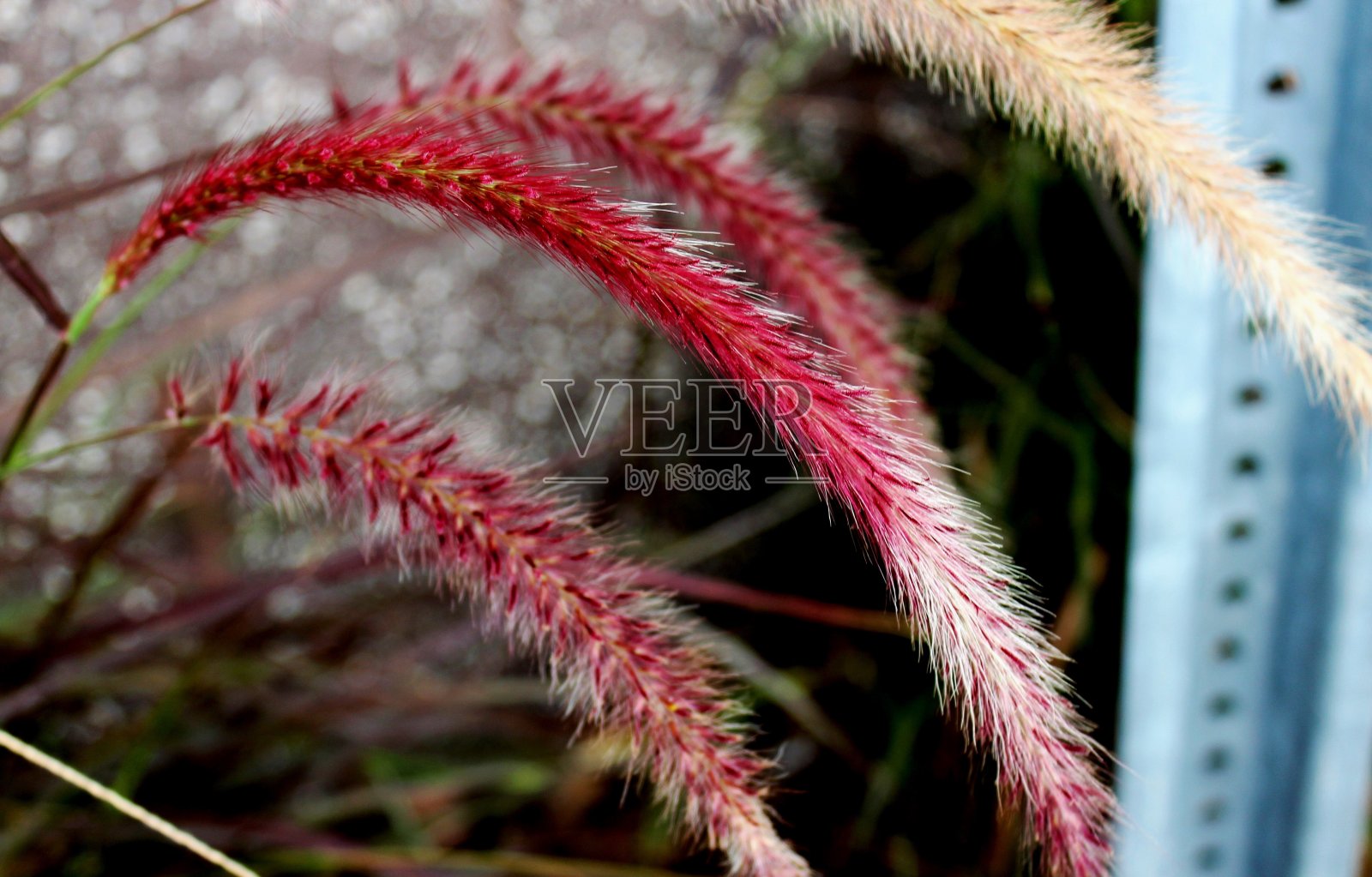 草的植物照片摄影图片