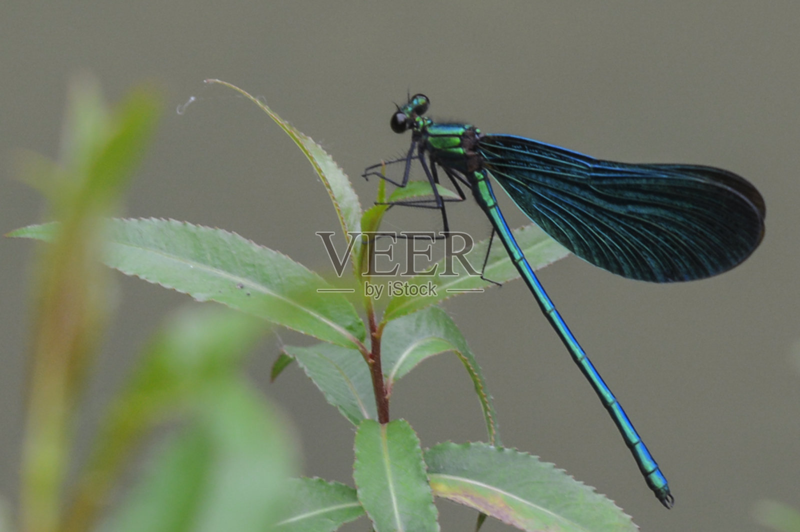 蜻蜓照片摄影图片