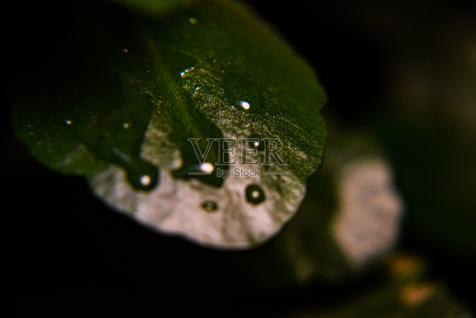 叶宏观照片照片摄影图片