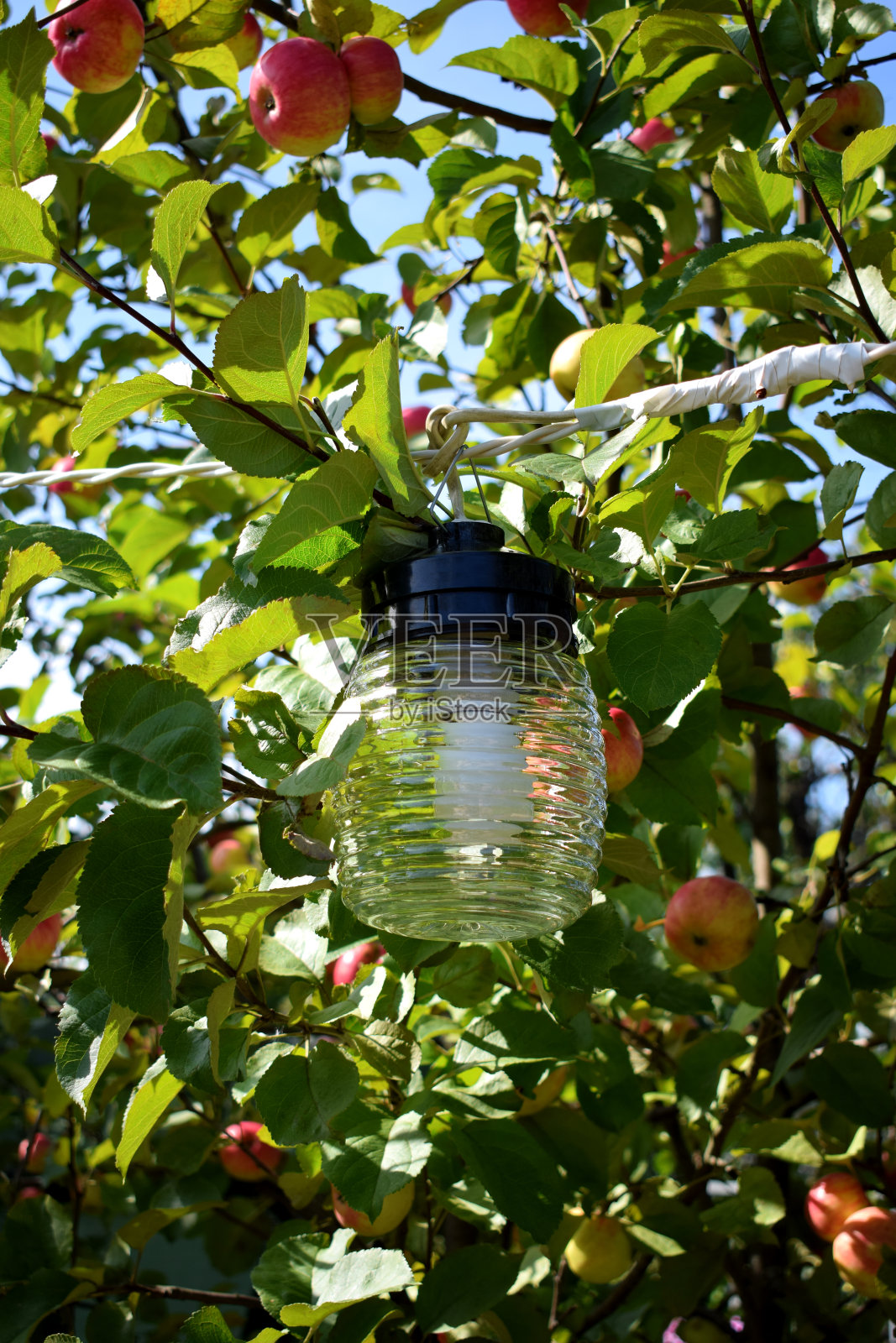 苹果树旁边的玻璃路灯照片摄影图片