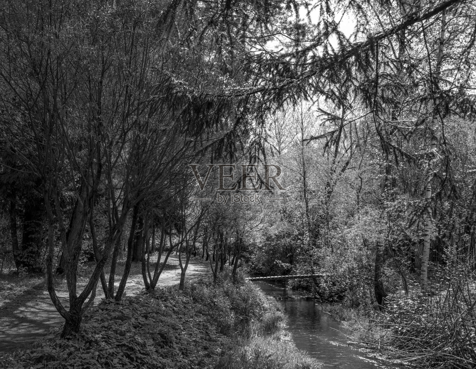 小河在绿色的森林里照片摄影图片