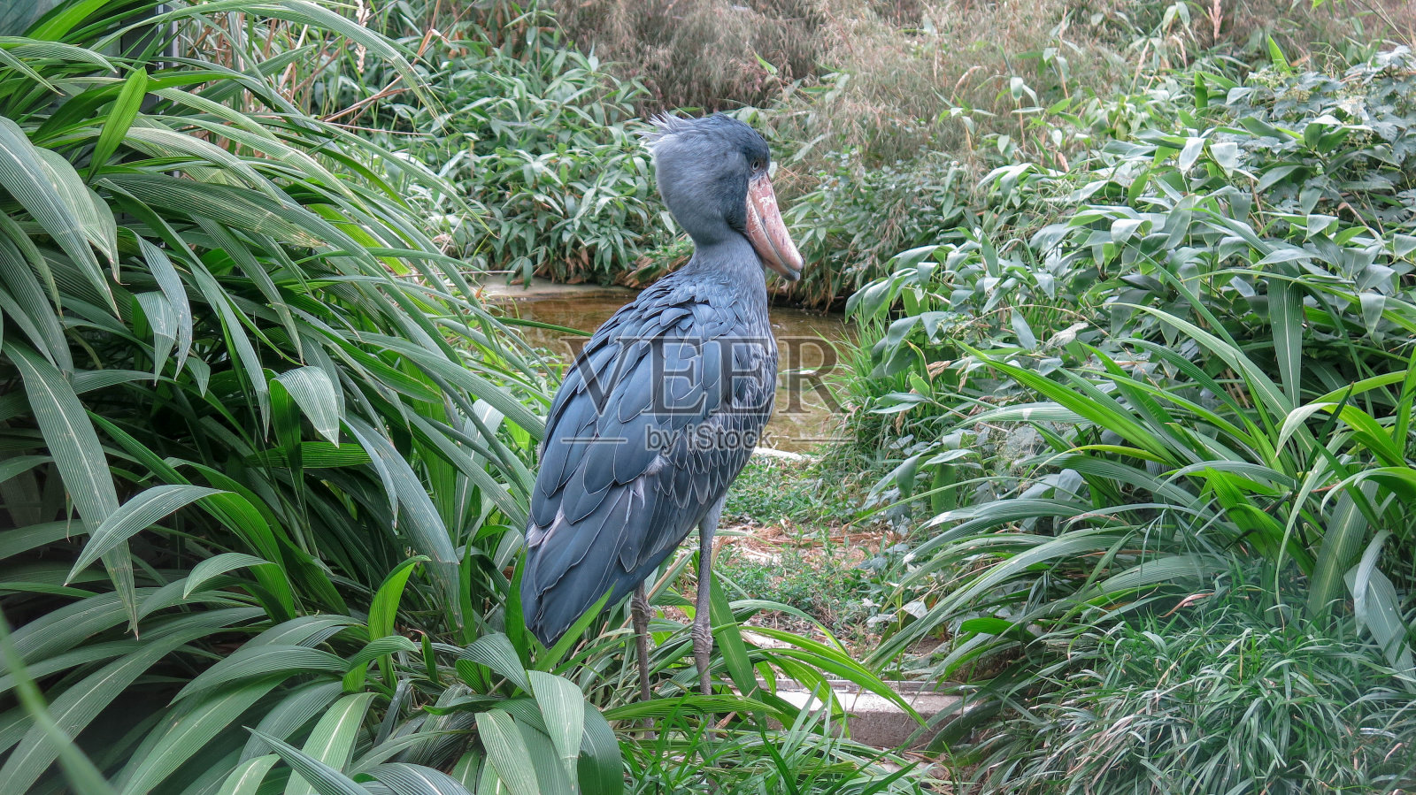 该鞋嘴，Balaeniceps rex也被称为鲸头，鲸头鹳，或鞋嘴鹳，是一个非常大的鹳一样的鸟。它生活在东非热带的大片沼泽中照片摄影图片