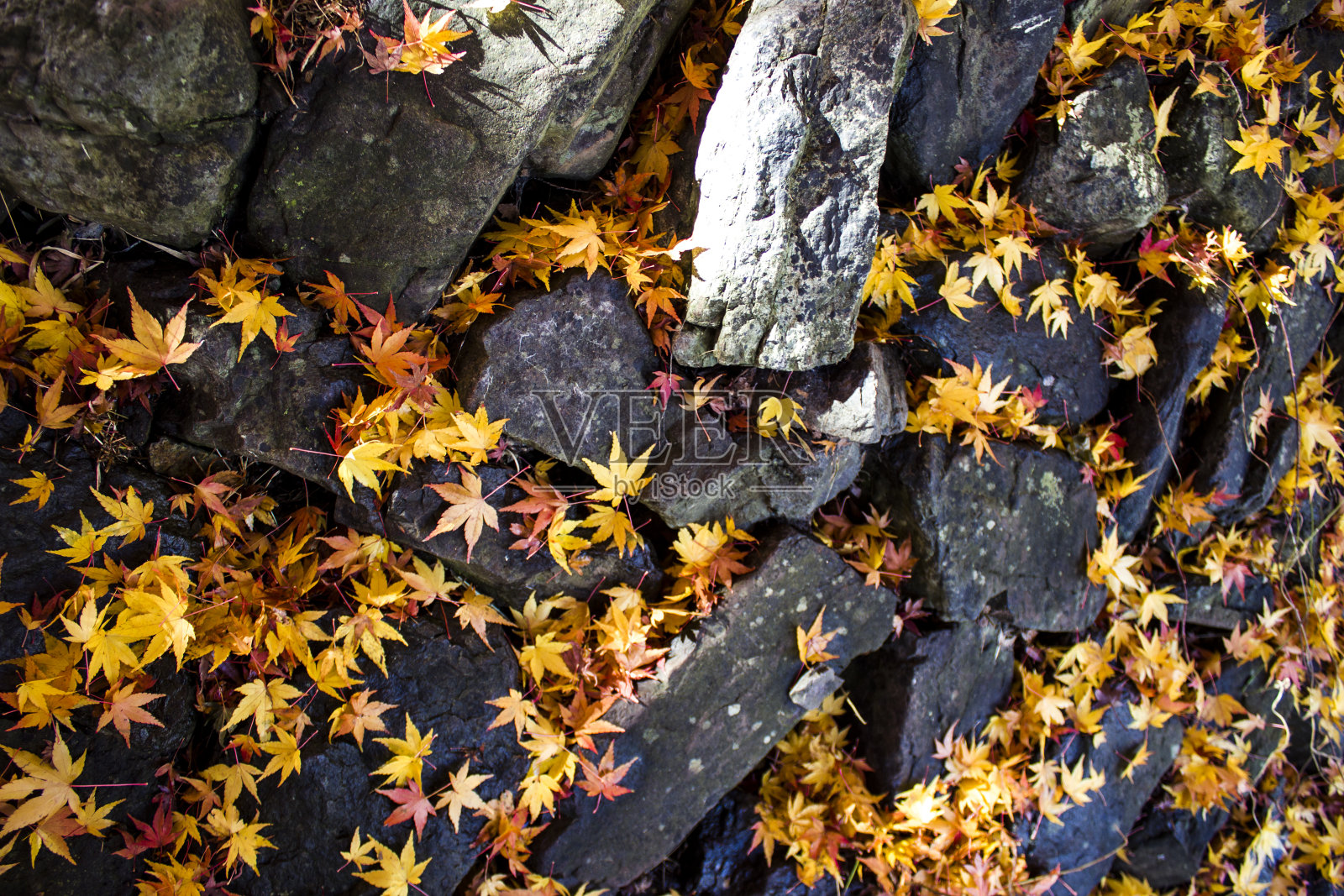 秋天的日本枫树路照片摄影图片
