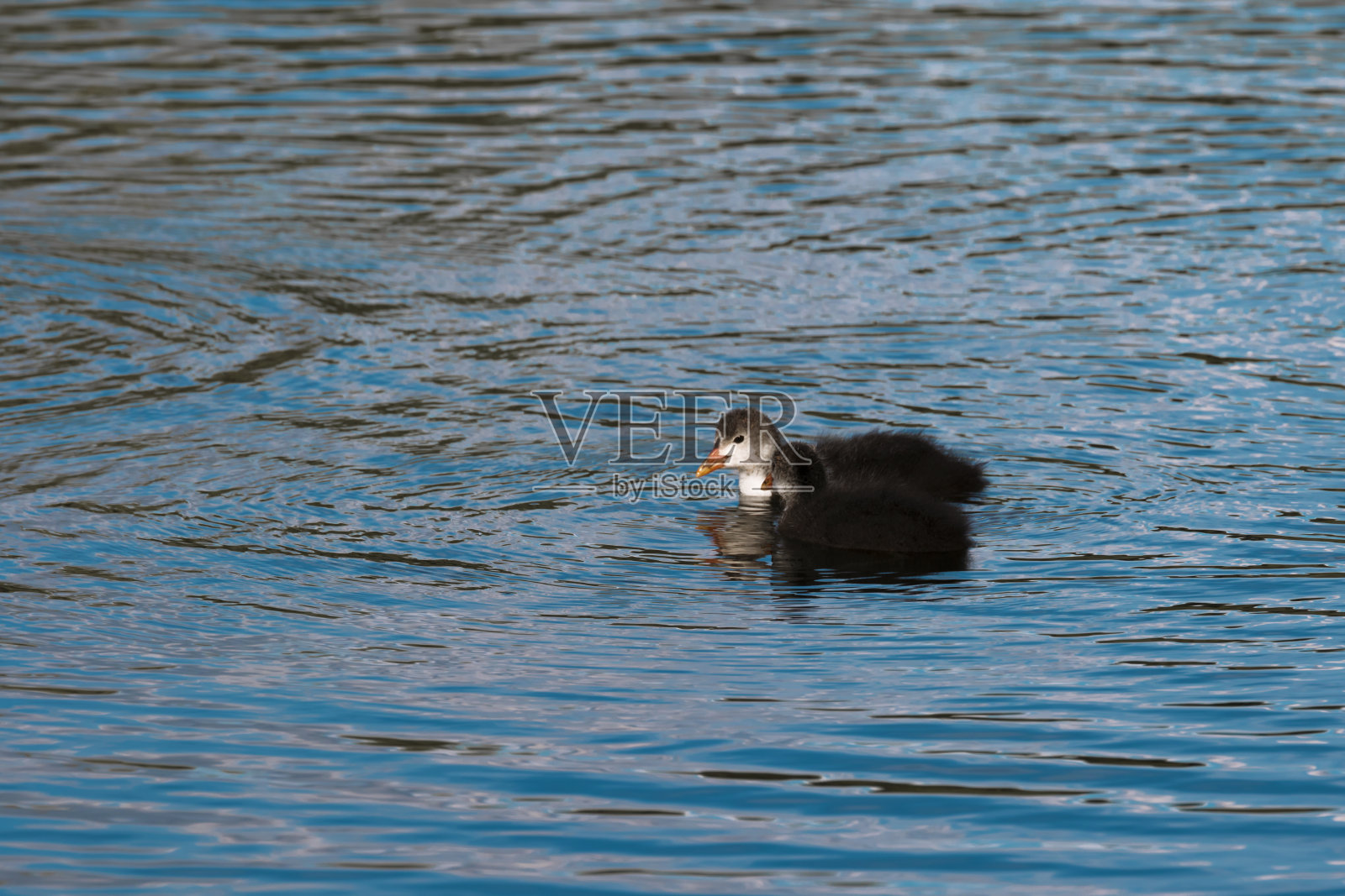 一群野鸡在碧蓝的湖水中游泳。明亮的照片，在他们的自然栖息地的小鸭子水库。俄罗斯。萨拉托夫。恩格斯。野生鸟类。Fulica。照片摄影图片