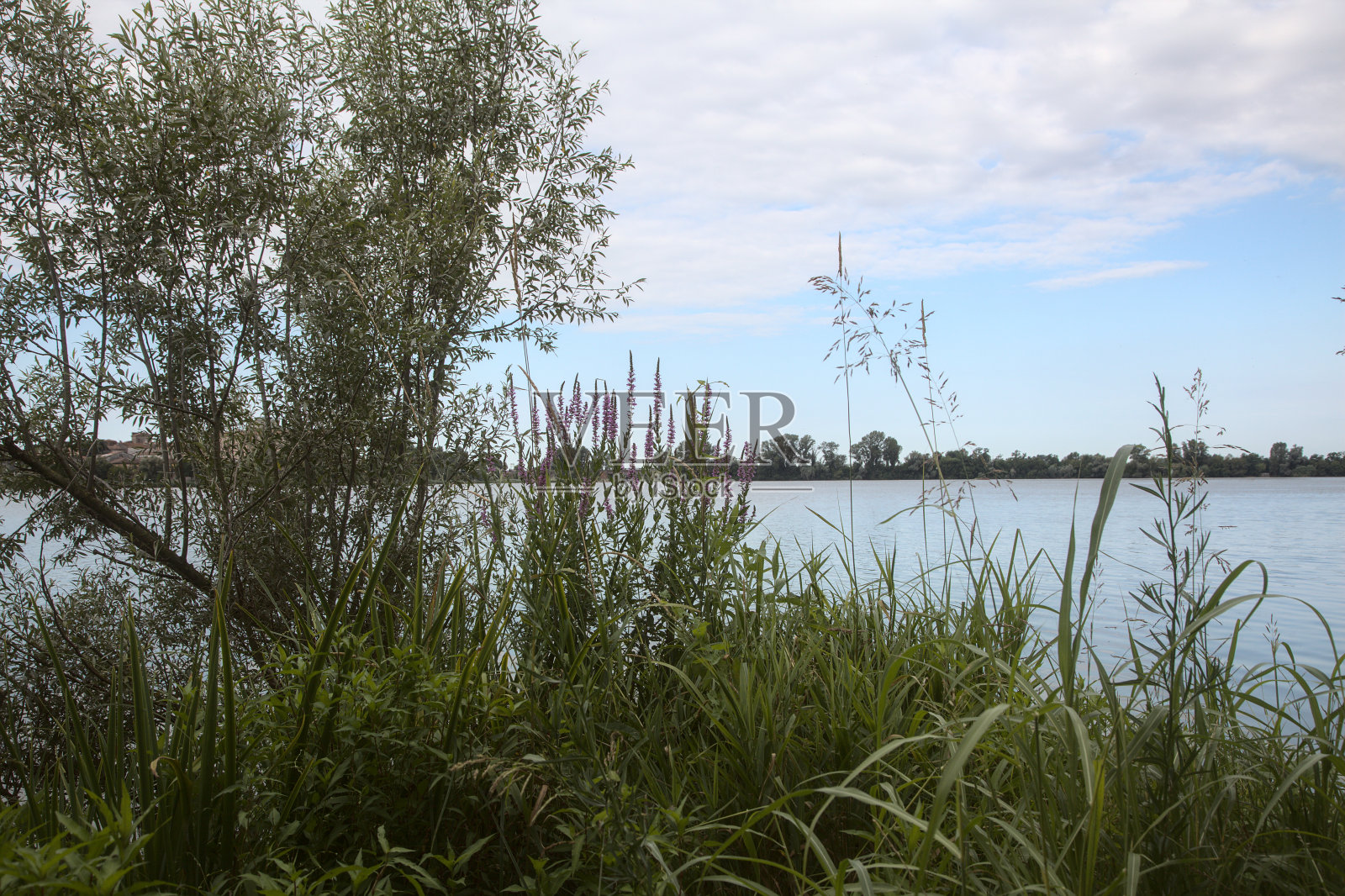 有芦苇的湖，树木环绕的多云天空照片摄影图片