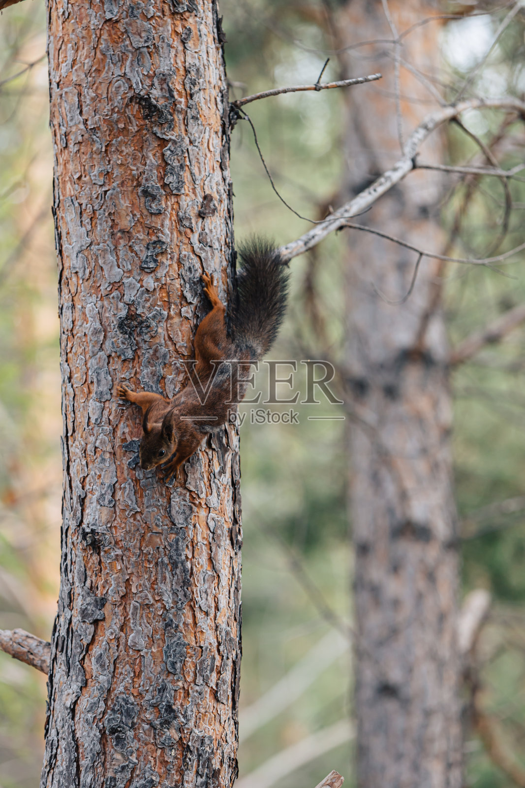 树干上的红松鼠。野生动物。照片摄影图片