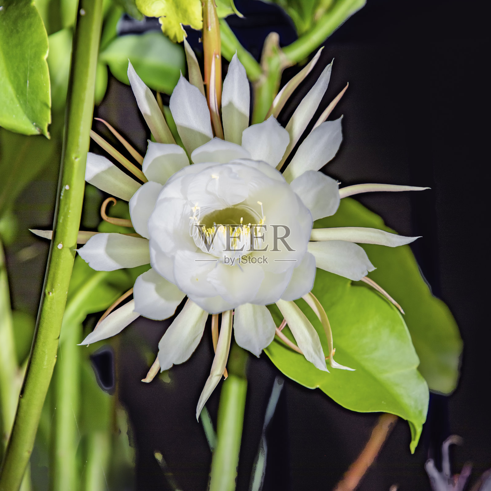 盛开的Artepitheton浮华在夜晚，俗称夜晚女王照片摄影图片