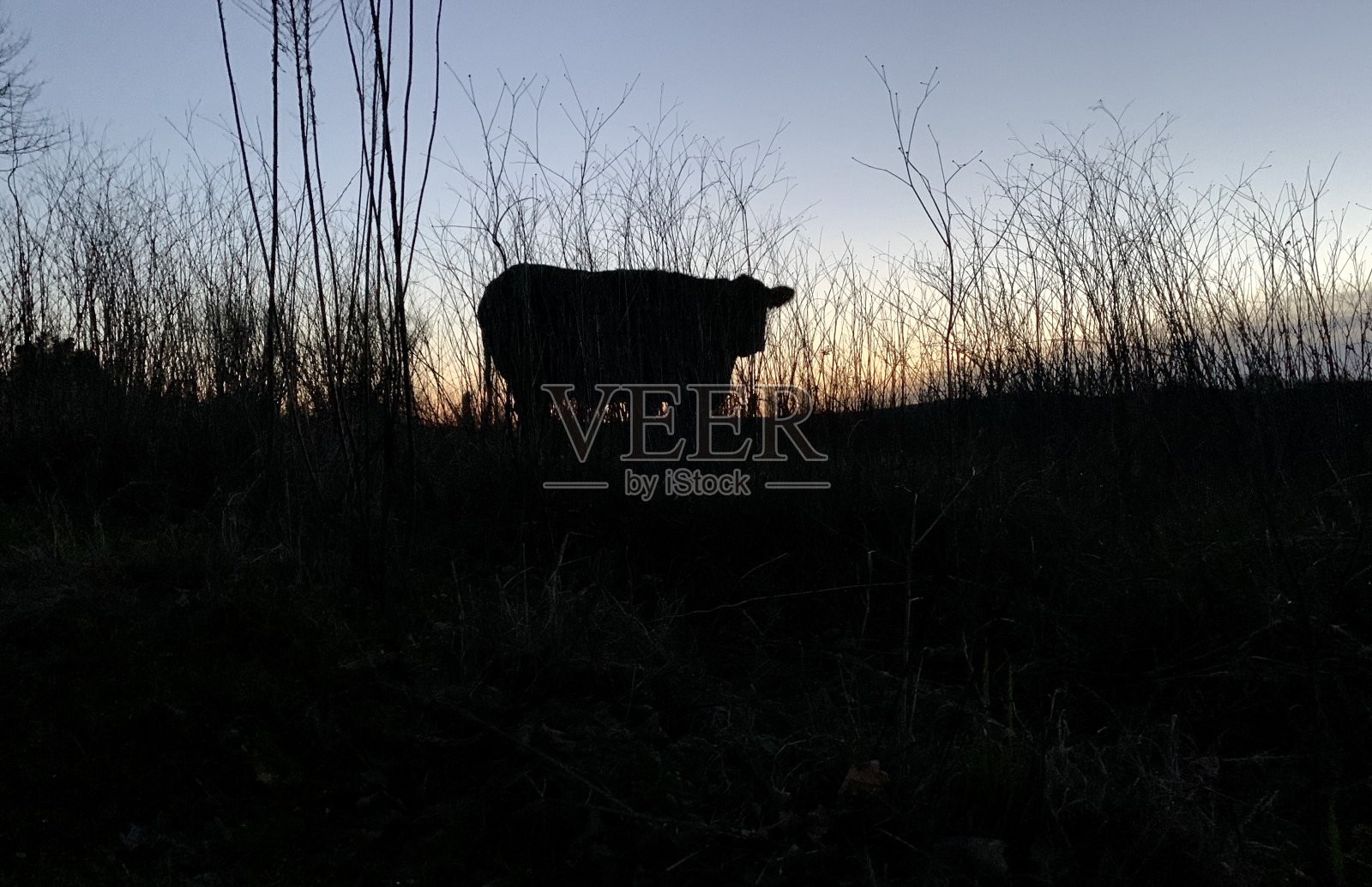 冬天的农场照片摄影图片