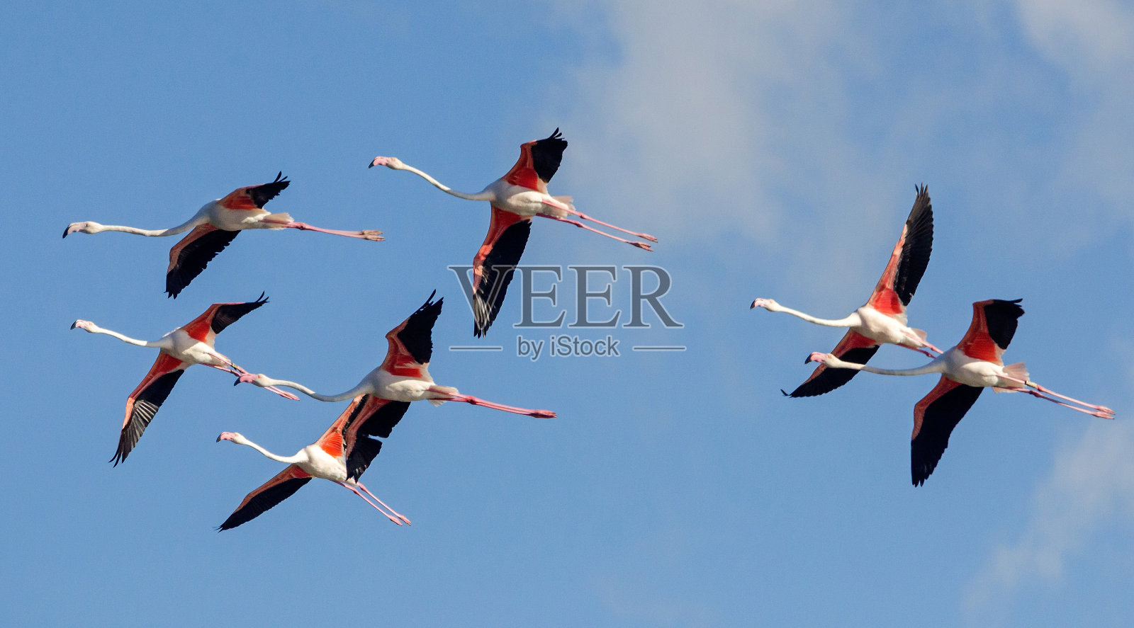 粉红色的火烈鸟在飞翔照片摄影图片