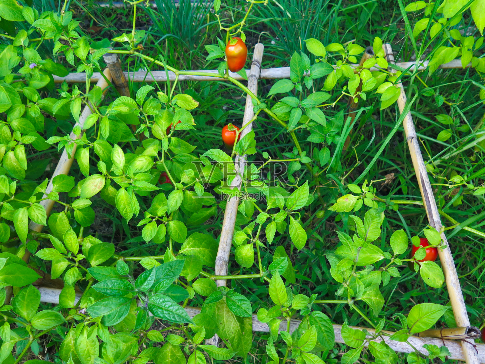 番茄特写照片摄影图片