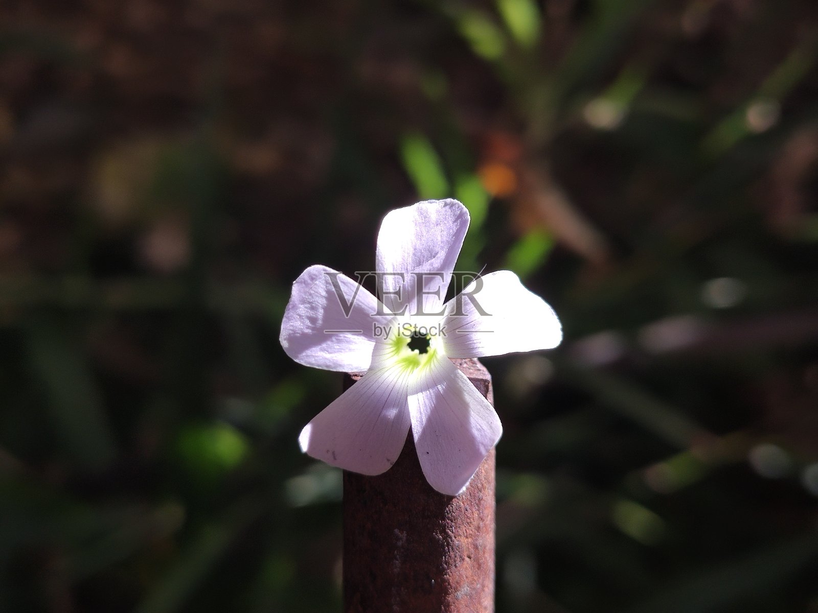 小花照片摄影图片
