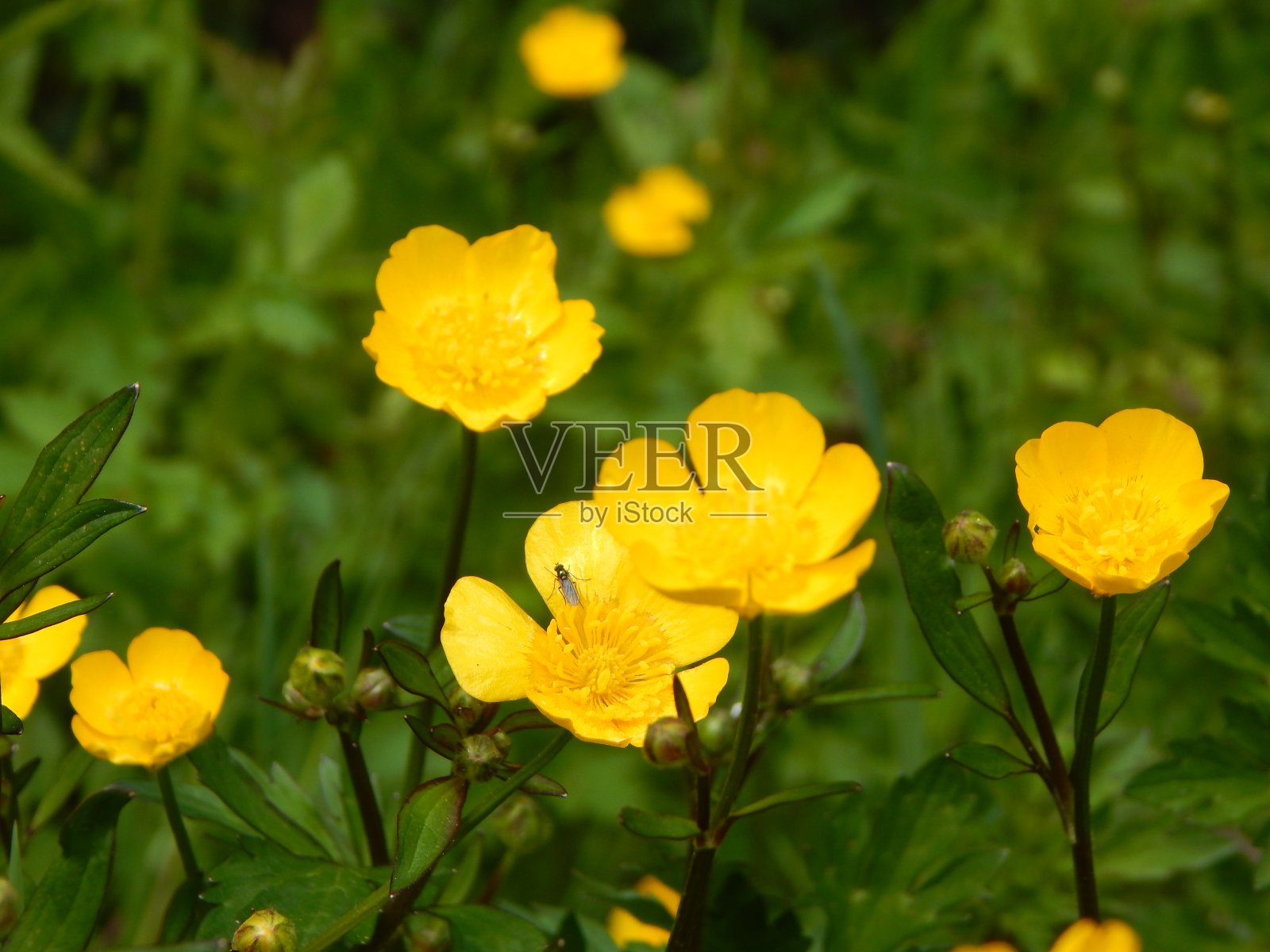 毛茛的照片照片摄影图片