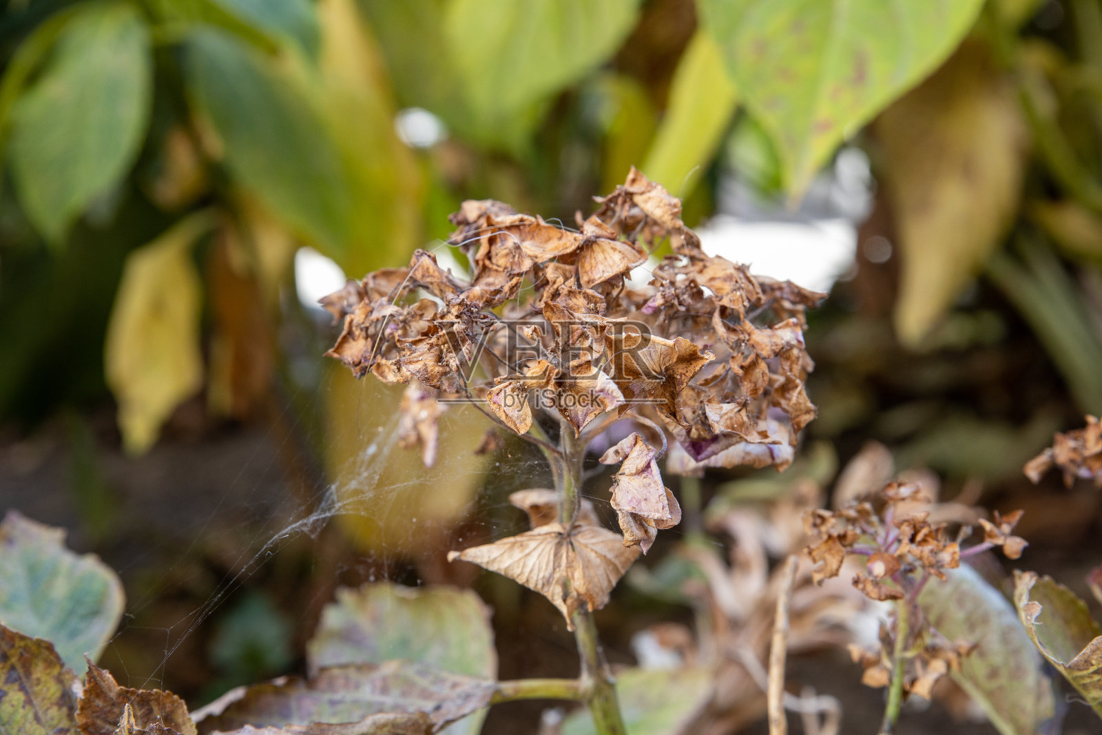 在夏天的花。A Coruña，加利西亚，西班牙。2020年7月18日。“选择性焦点”照片摄影图片