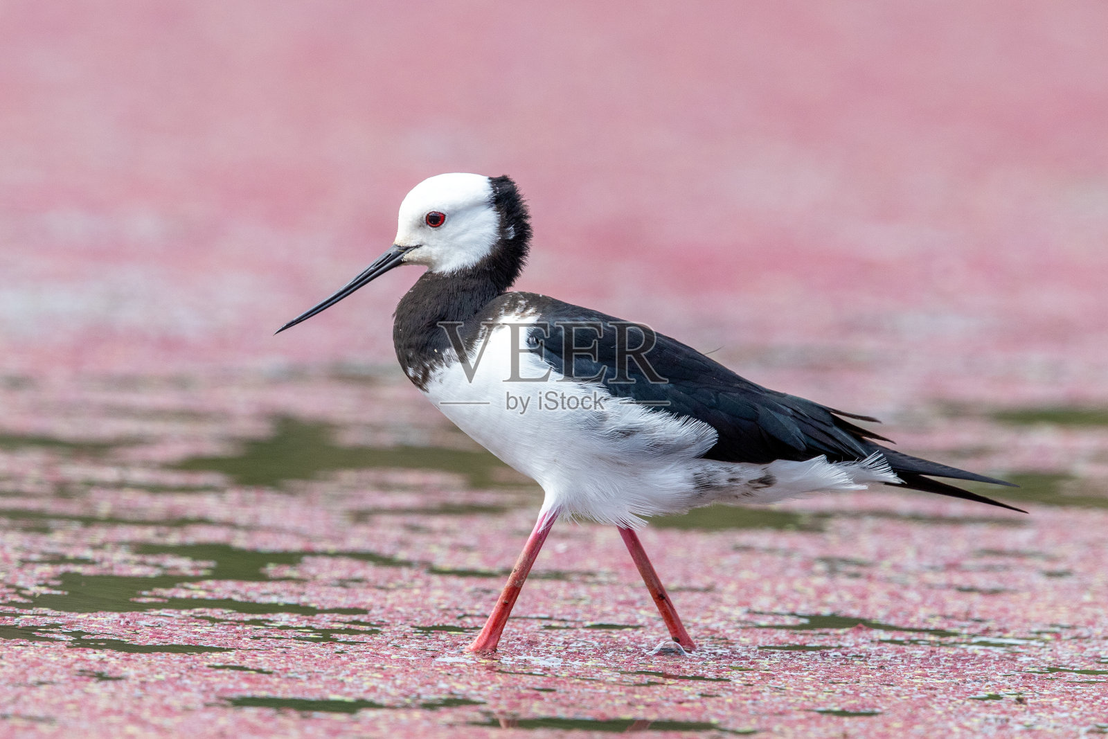 皮德·斯蒂尔特 - 希曼托普斯·柳科塞普哈卢斯照片摄影图片