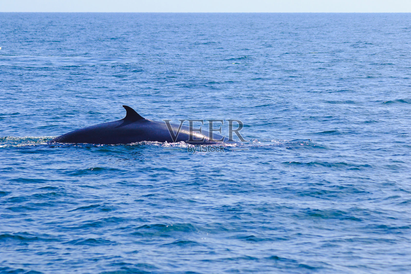 布莱德鲸，泰国海中的伊甸鲸照片摄影图片