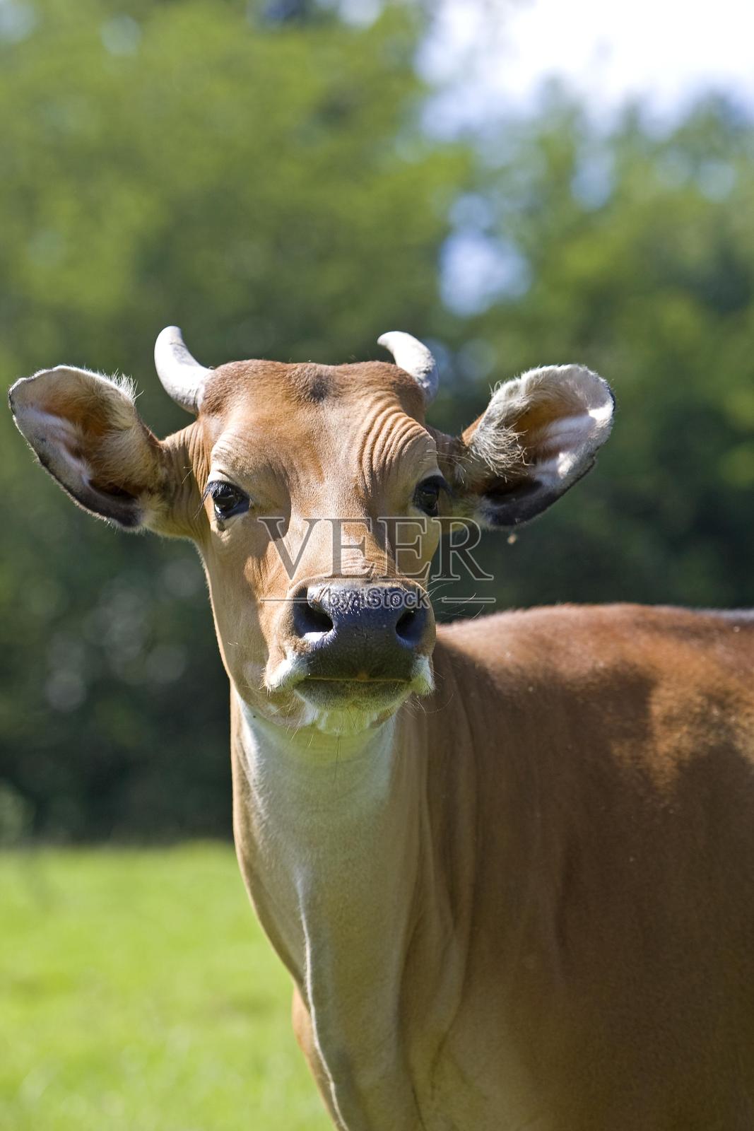 公牛的画像，贾瓦尼库斯的老板照片摄影图片