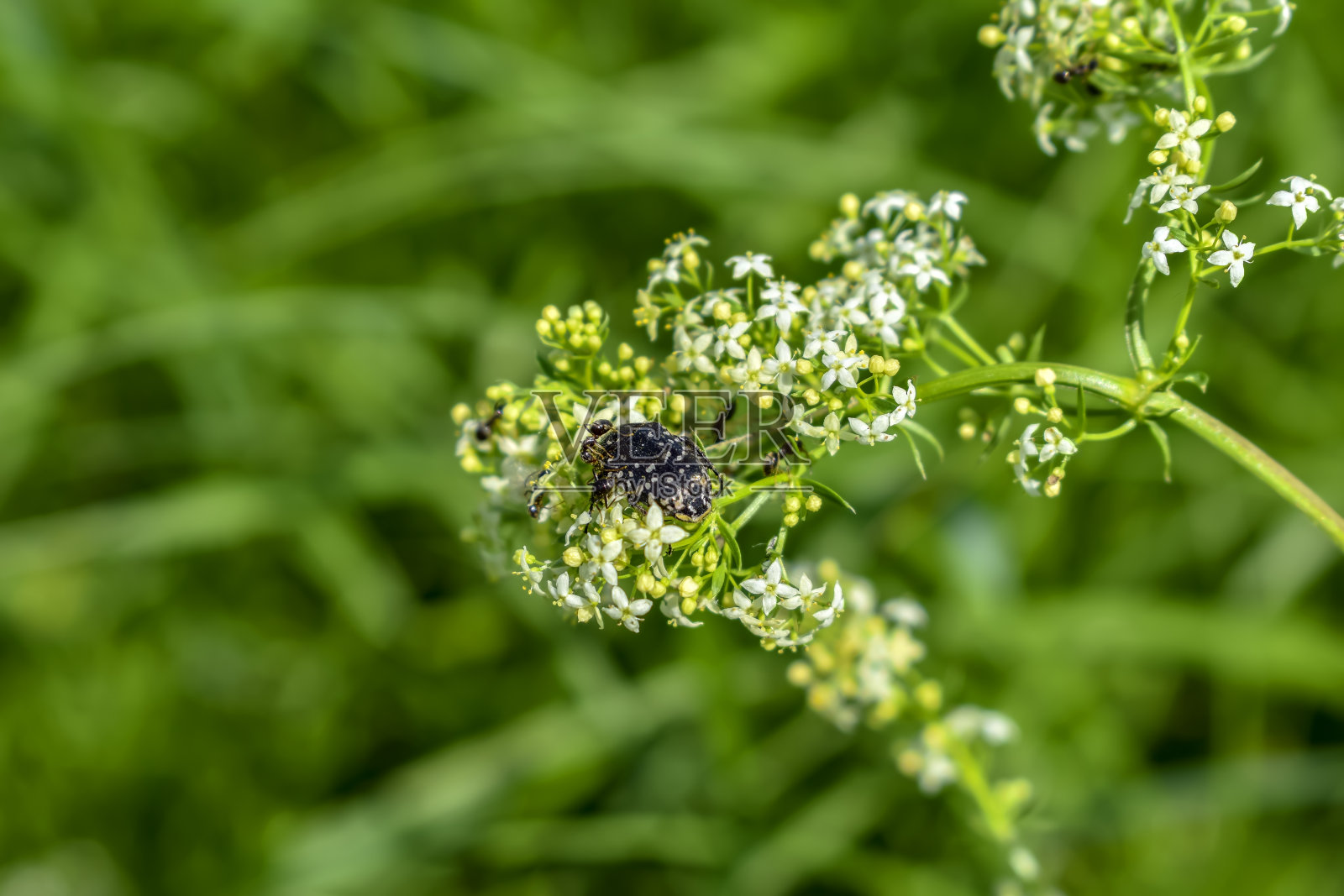 黑色的花园蚂蚁坐在Oxythyrea funesta甲虫上，这种甲虫以白色的草床花为食。在模糊的绿色背景上有昆虫的开花植物的茎照片摄影图片