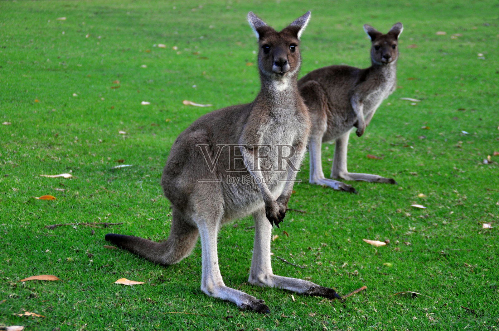 澳大利亚西部的灰袋鼠照片摄影图片