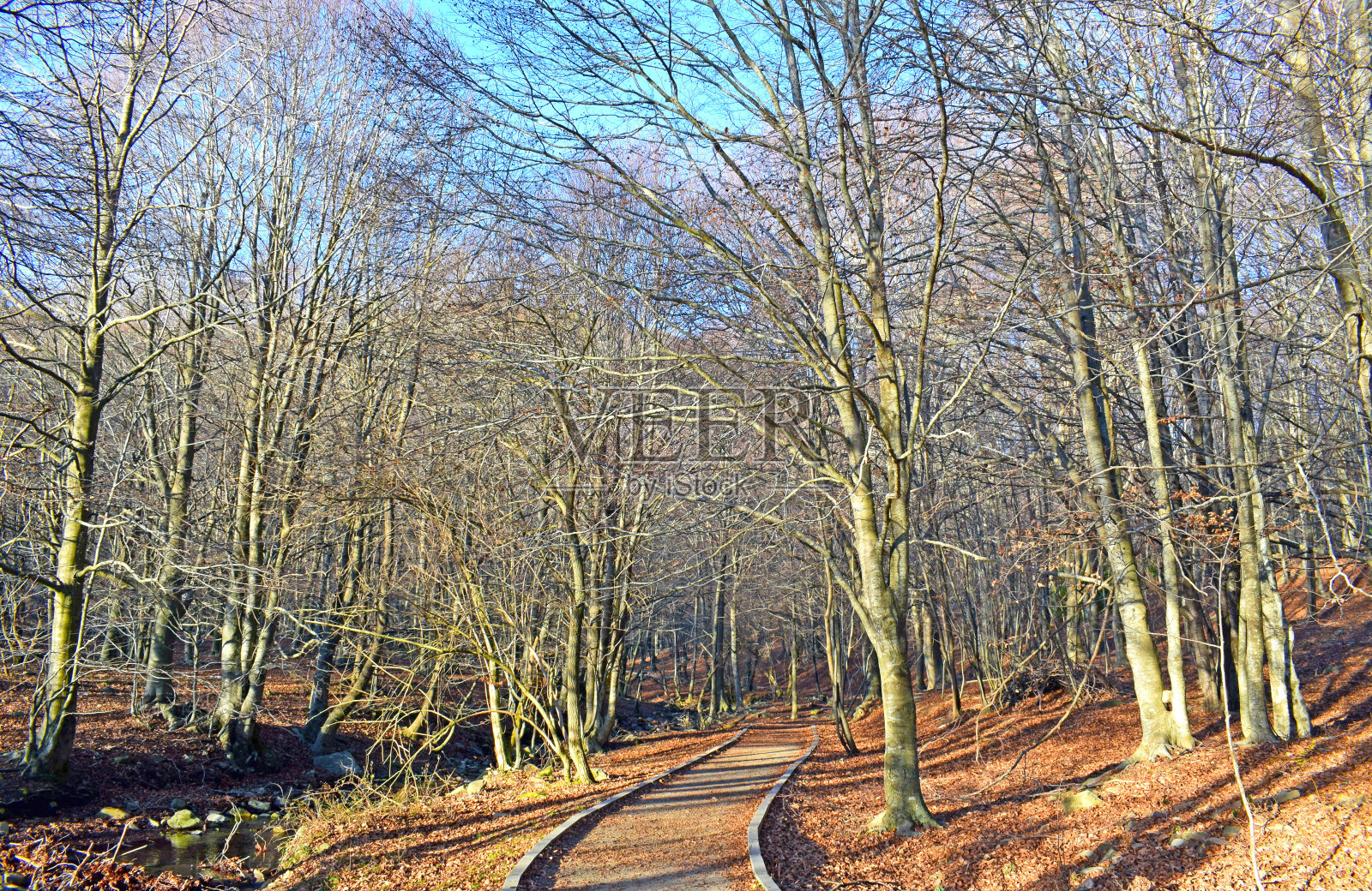 森林在El Montseny，加泰罗尼亚巴塞罗那照片摄影图片