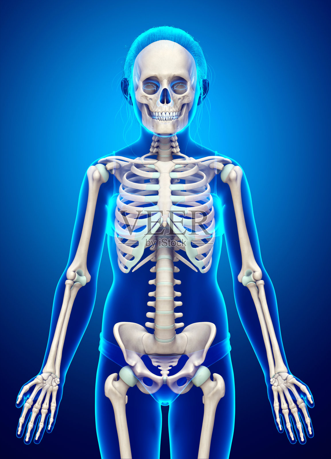 3d渲染，医学上准确的年轻女孩骨骼系统的插图照片摄影图片