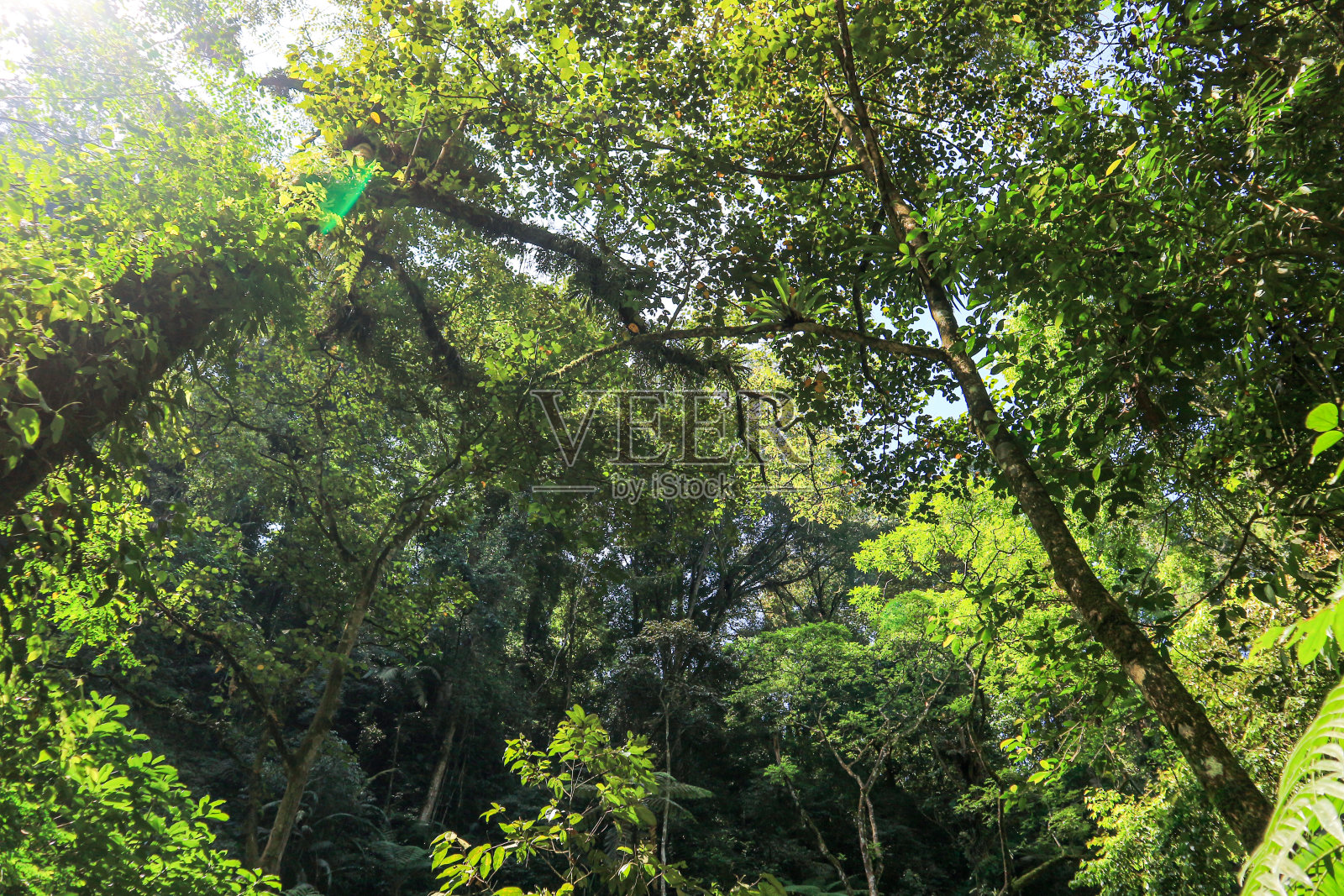 印度尼西亚村庄的湖泊和丛林的美丽景色照片摄影图片