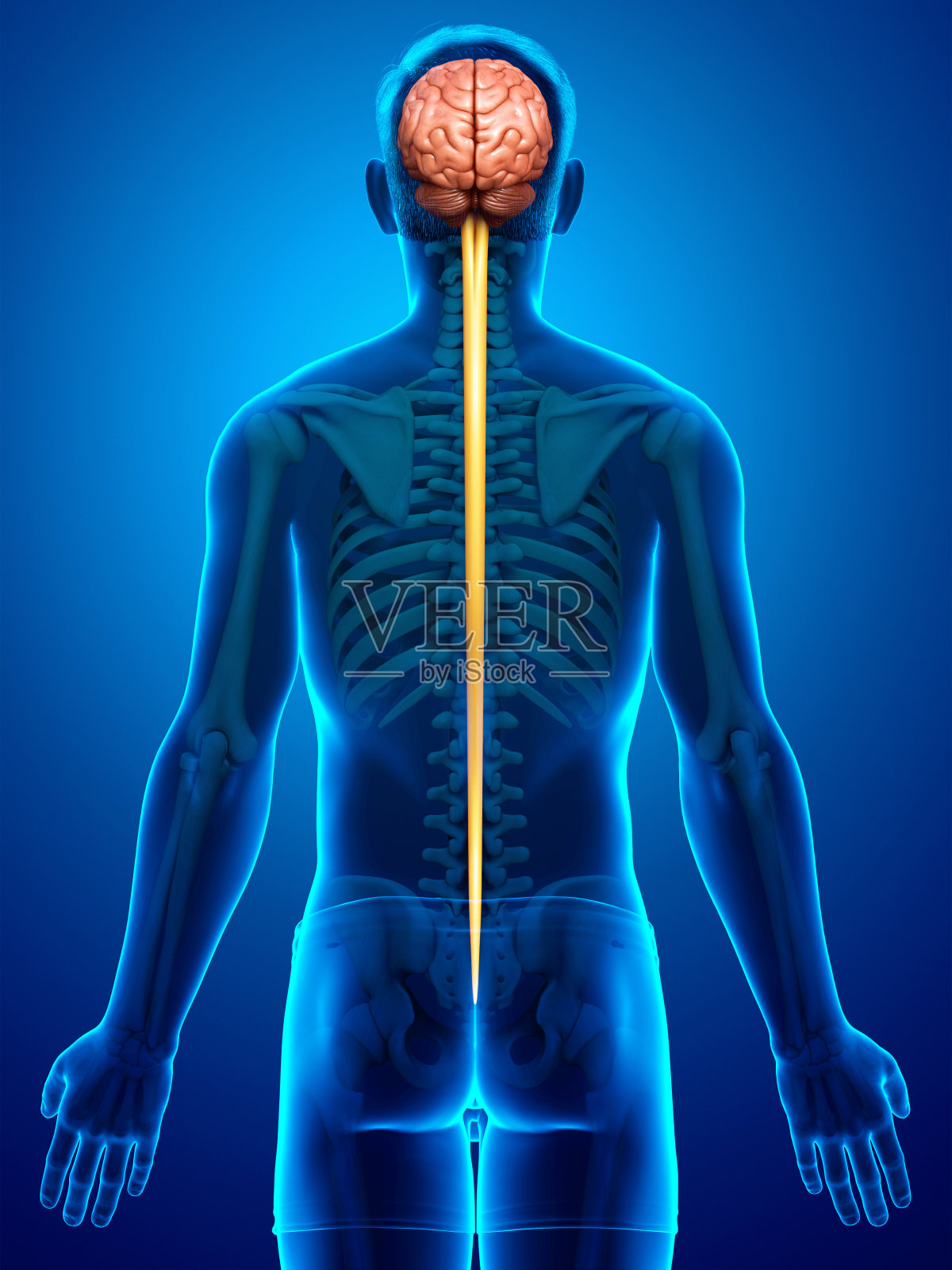 3d渲染医学上准确的男性大脑的插图"n照片摄影图片